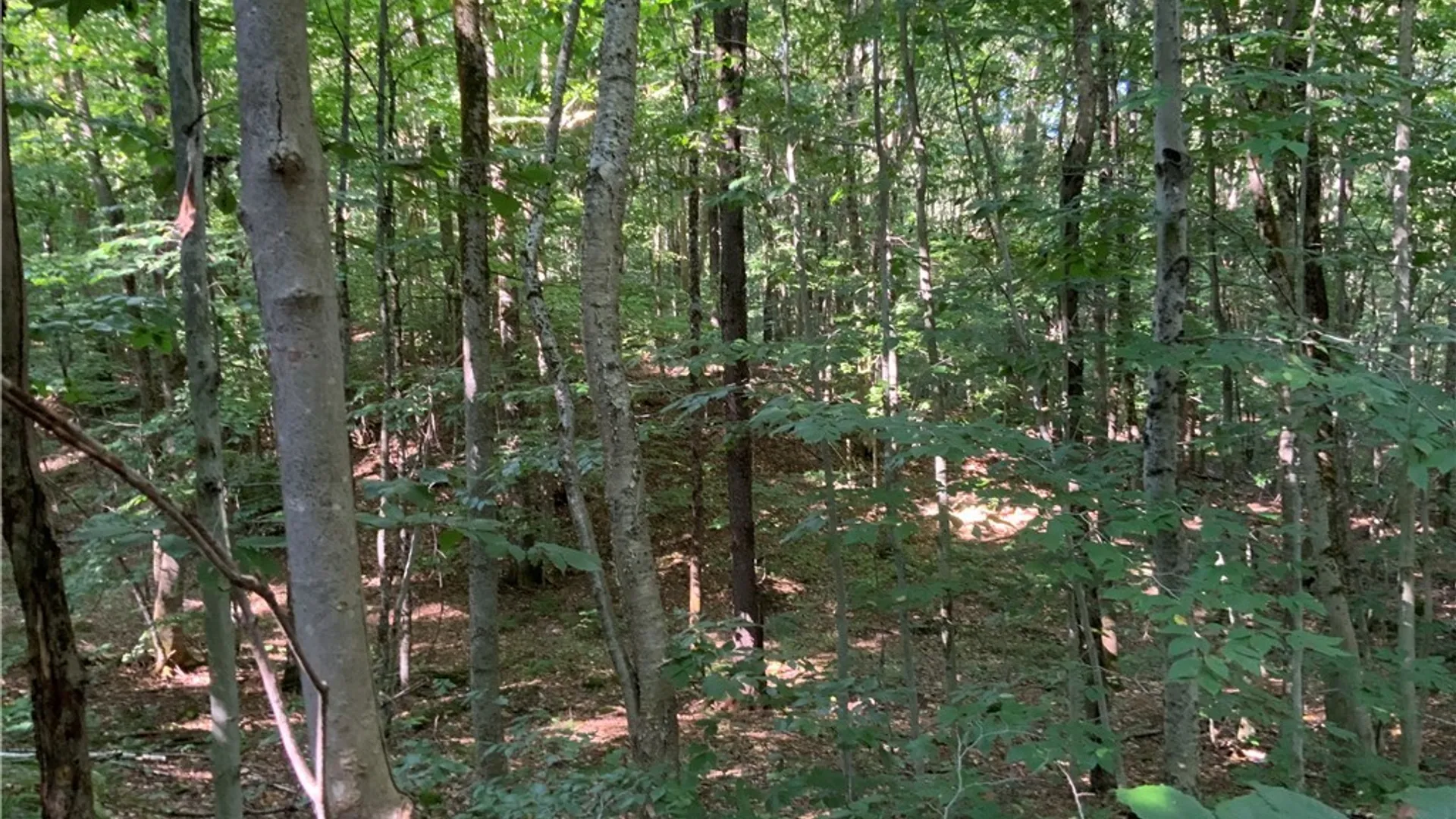 Property at 00 Florence Hill Road, Florence, NY 13316 43