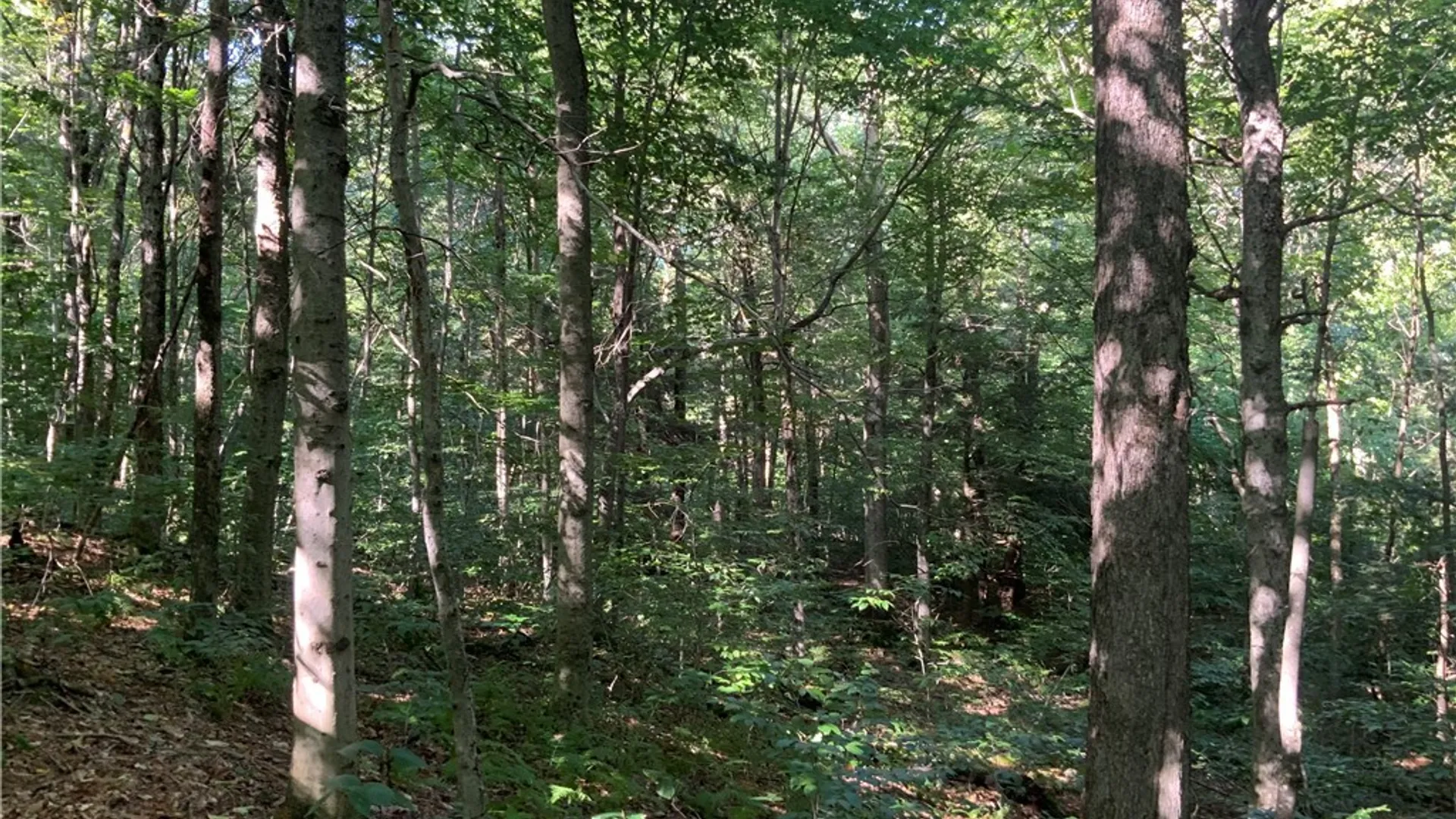 Property at 00 Florence Hill Road, Florence, NY 13316 46
