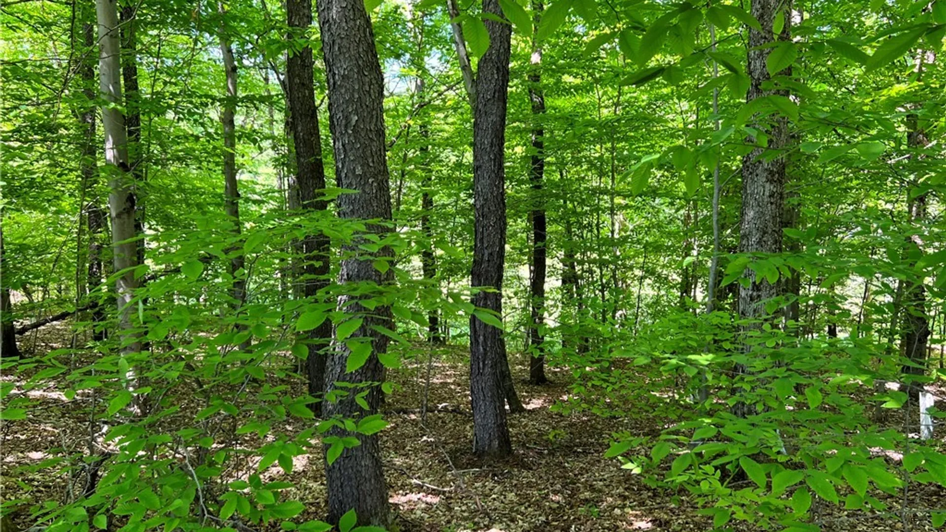 Property at 5219 Rome Taberg Road, Rome, NY 13440 19