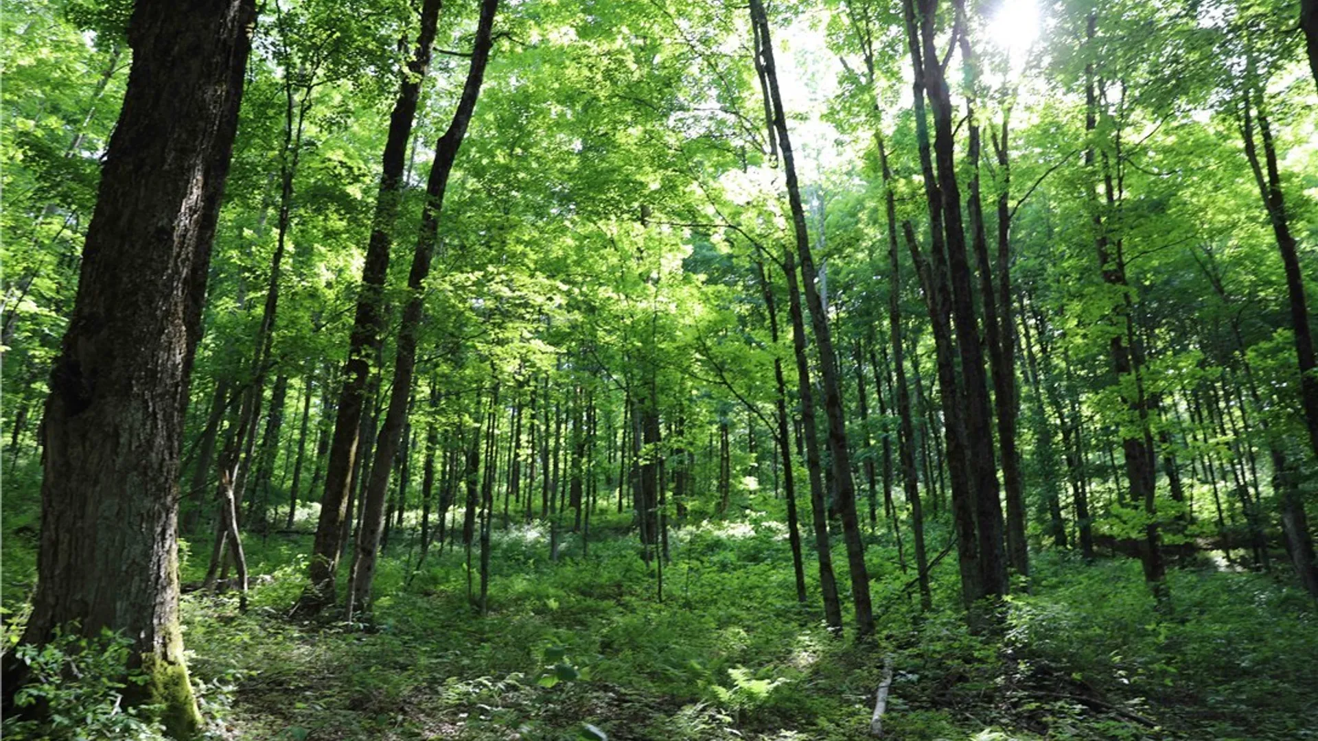 Property at L100 State Route 13, Cuyler, NY 13052 18