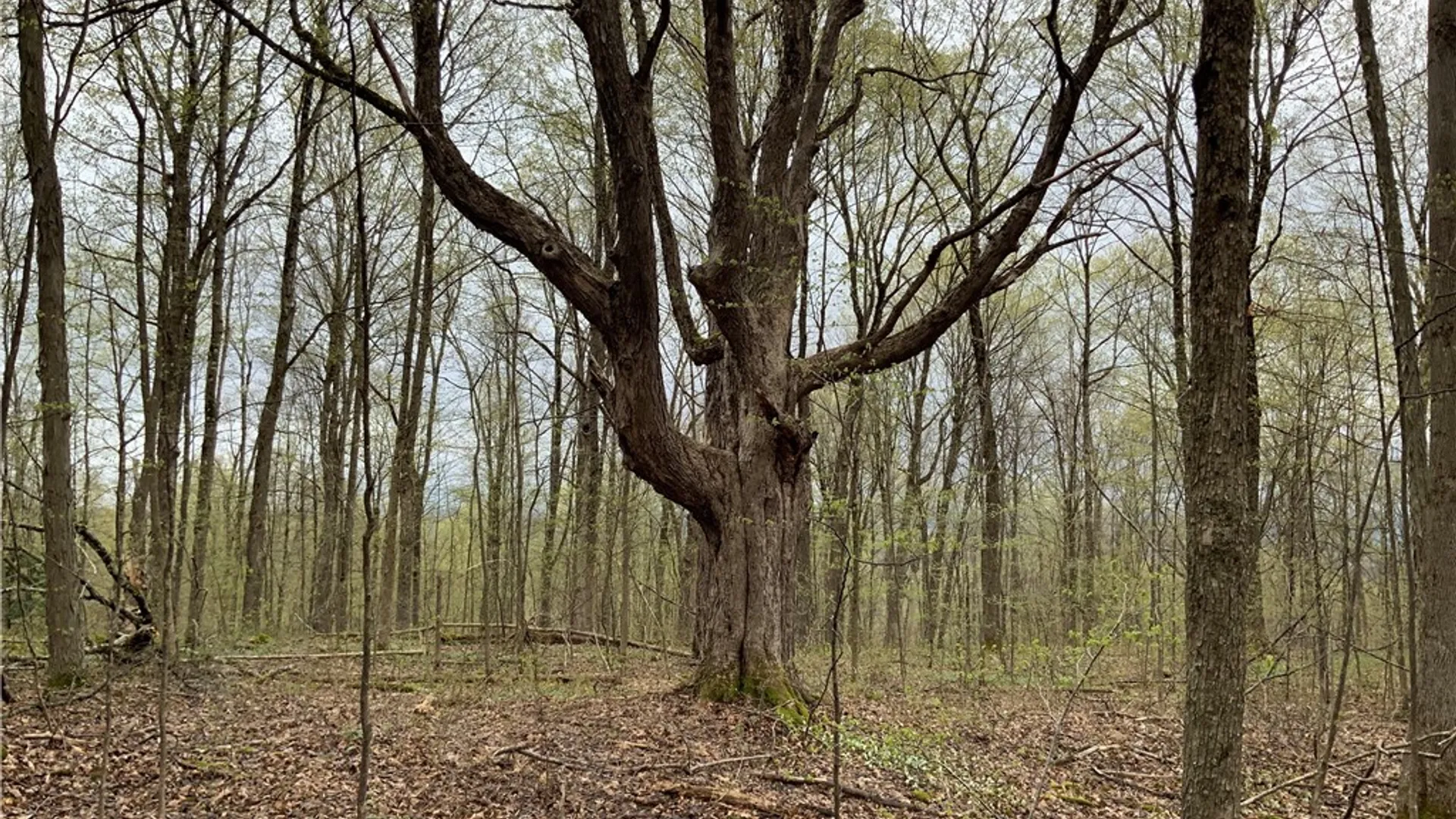 Property at 00 Burrell Road, Ephratah, NY 13452 36