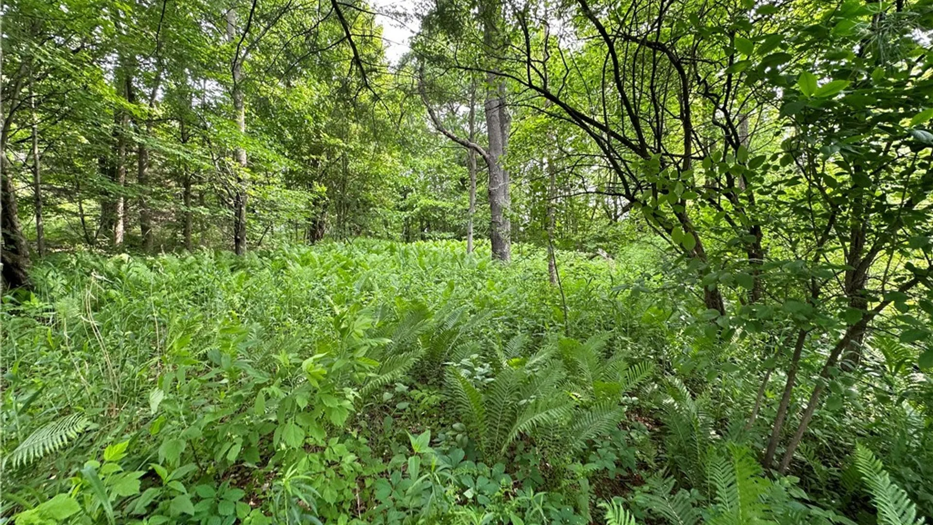 Property at 197 River Road, Fowler, NY 13642 7