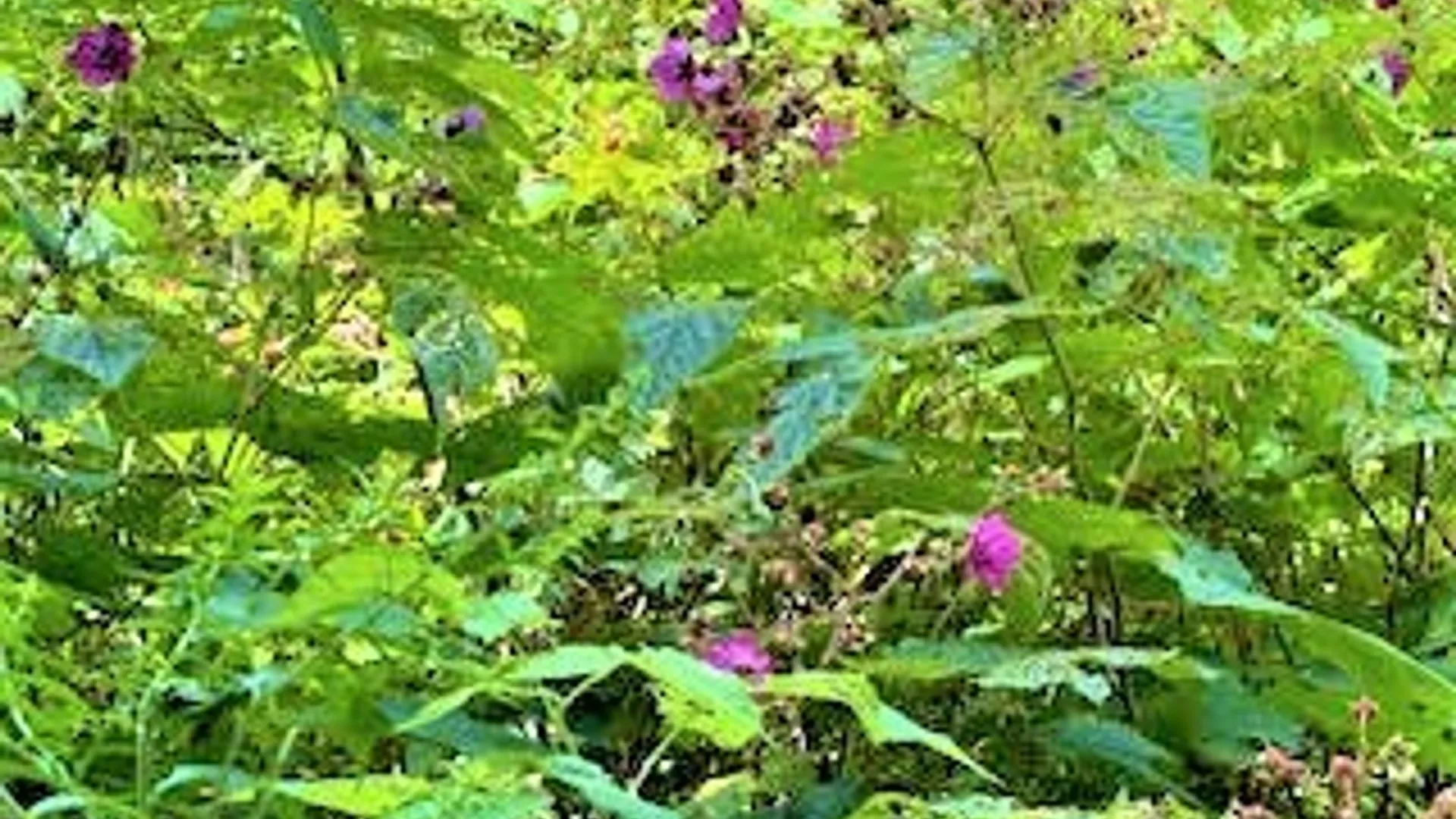 Property at 121 Overswamp Road, Oppenheim, NY 13452 40