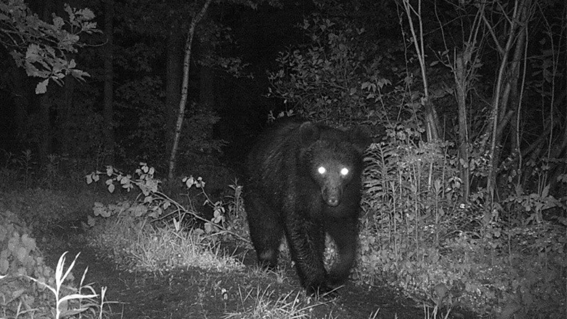 Property at 0 Co Route 25, Antwerp, NY 13608 22