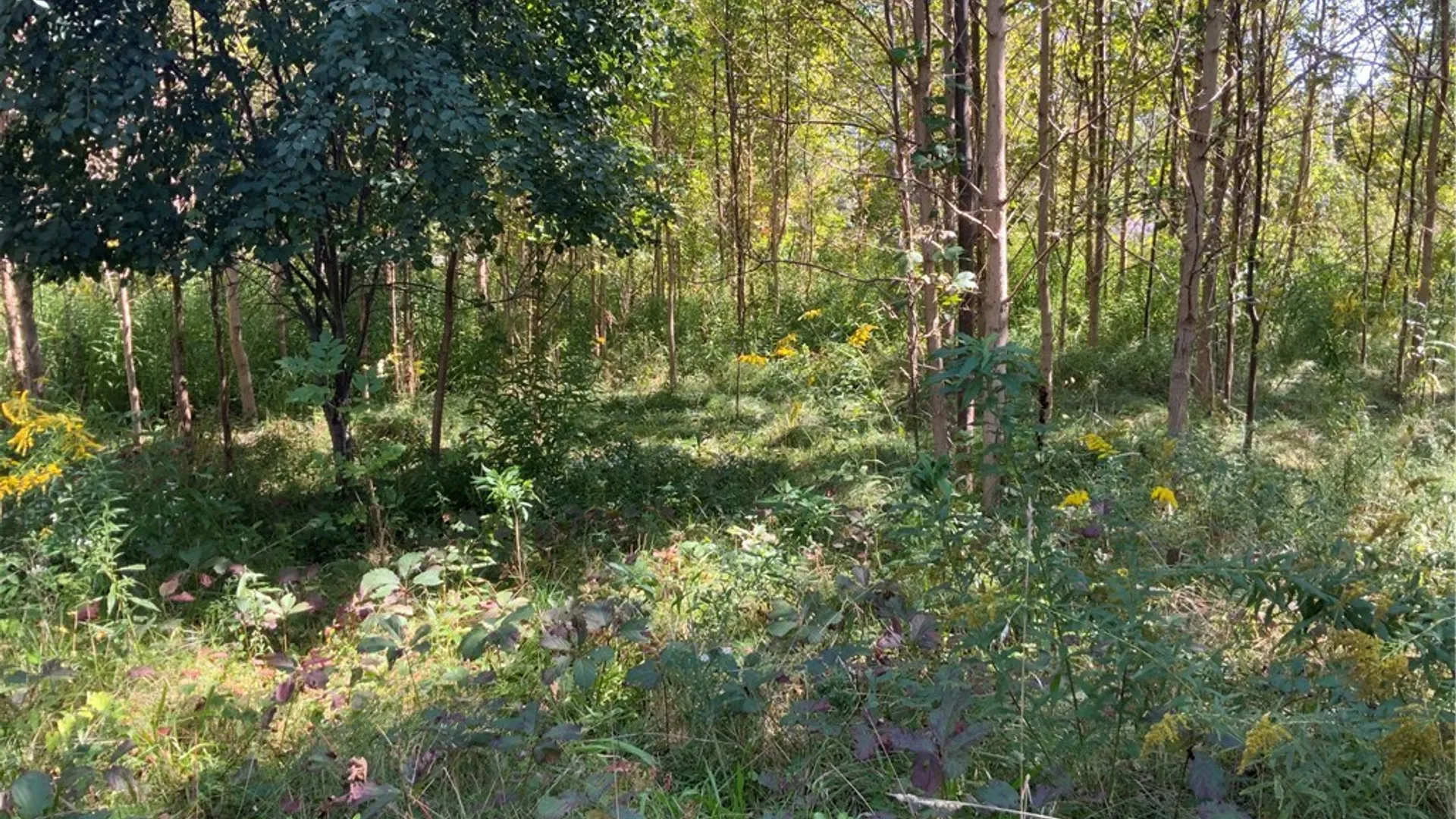 Property at 00 Gravel Road, Ridgeway, NY 14103 7