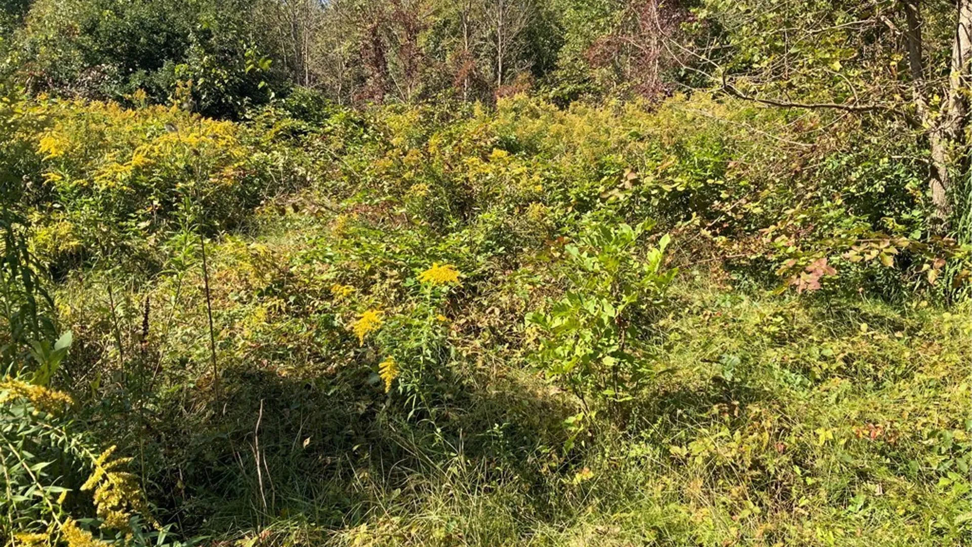 Property at 00 Gravel Road, Ridgeway, NY 14103 8