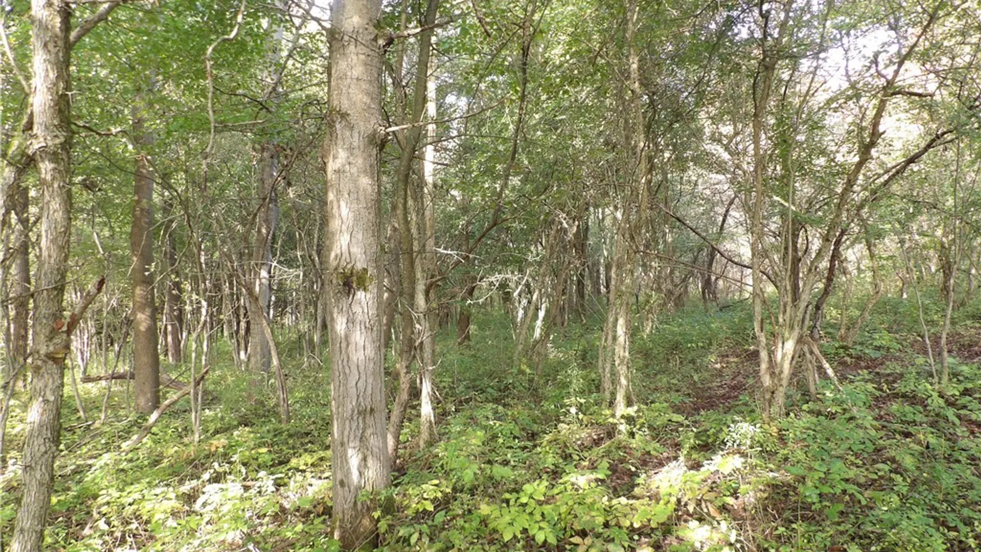 Property at 0 Cabbage Hill Rd, French Creek, NY 14724 10