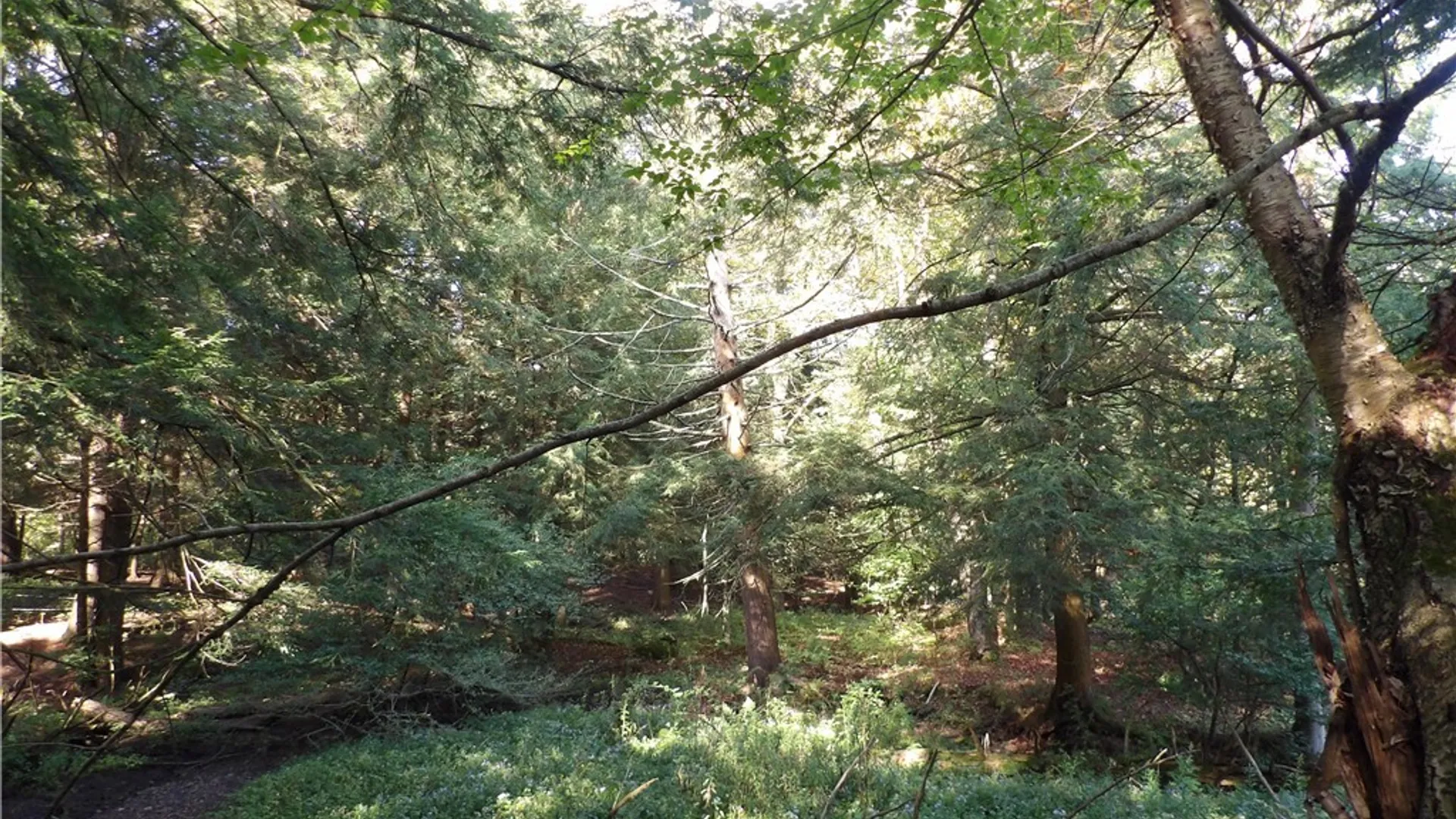 Property at 0 Cabbage Hill Rd, French Creek, NY 14724 11