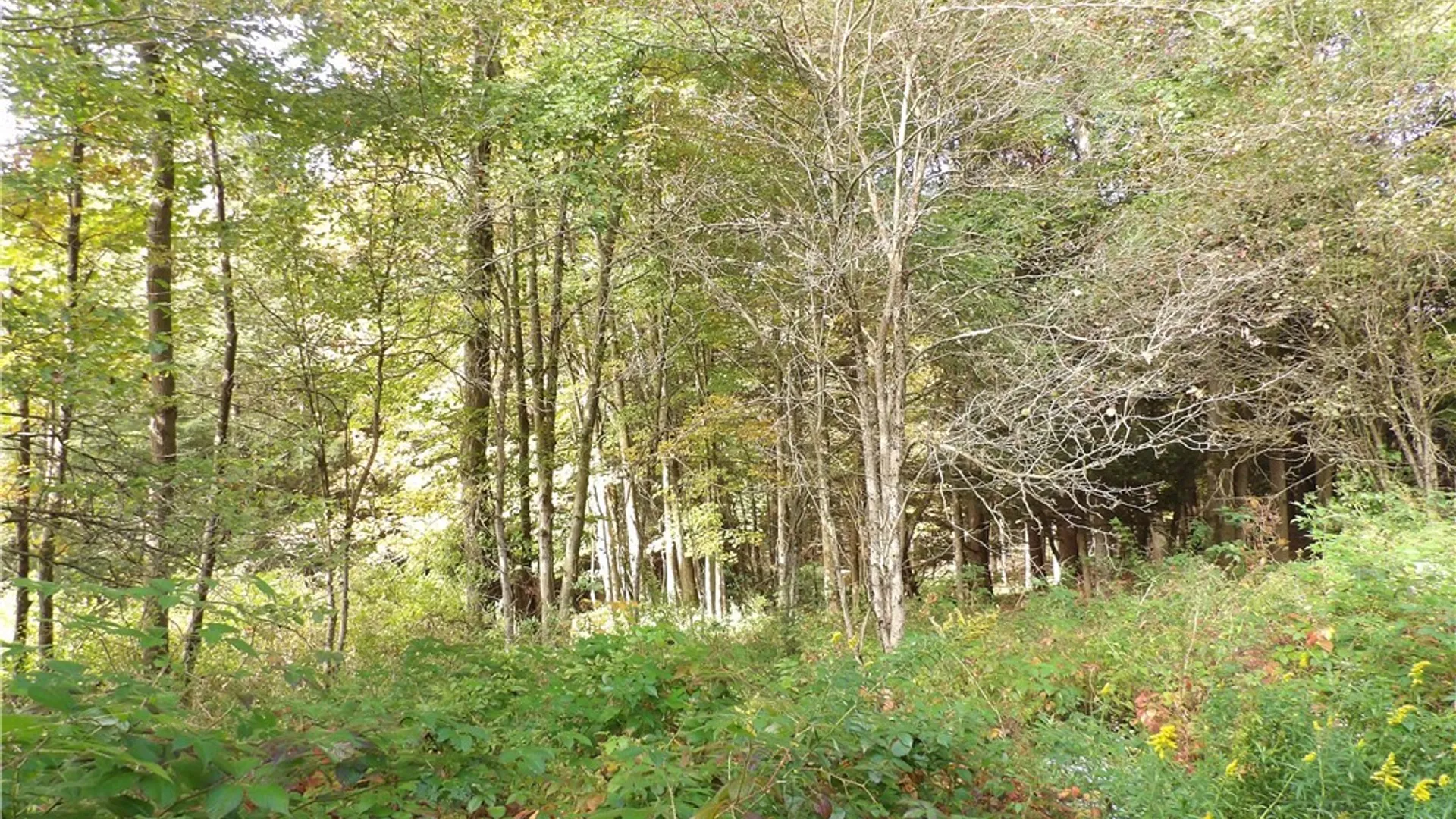 Property at 0 Cabbage Hill Rd, French Creek, NY 14724 13