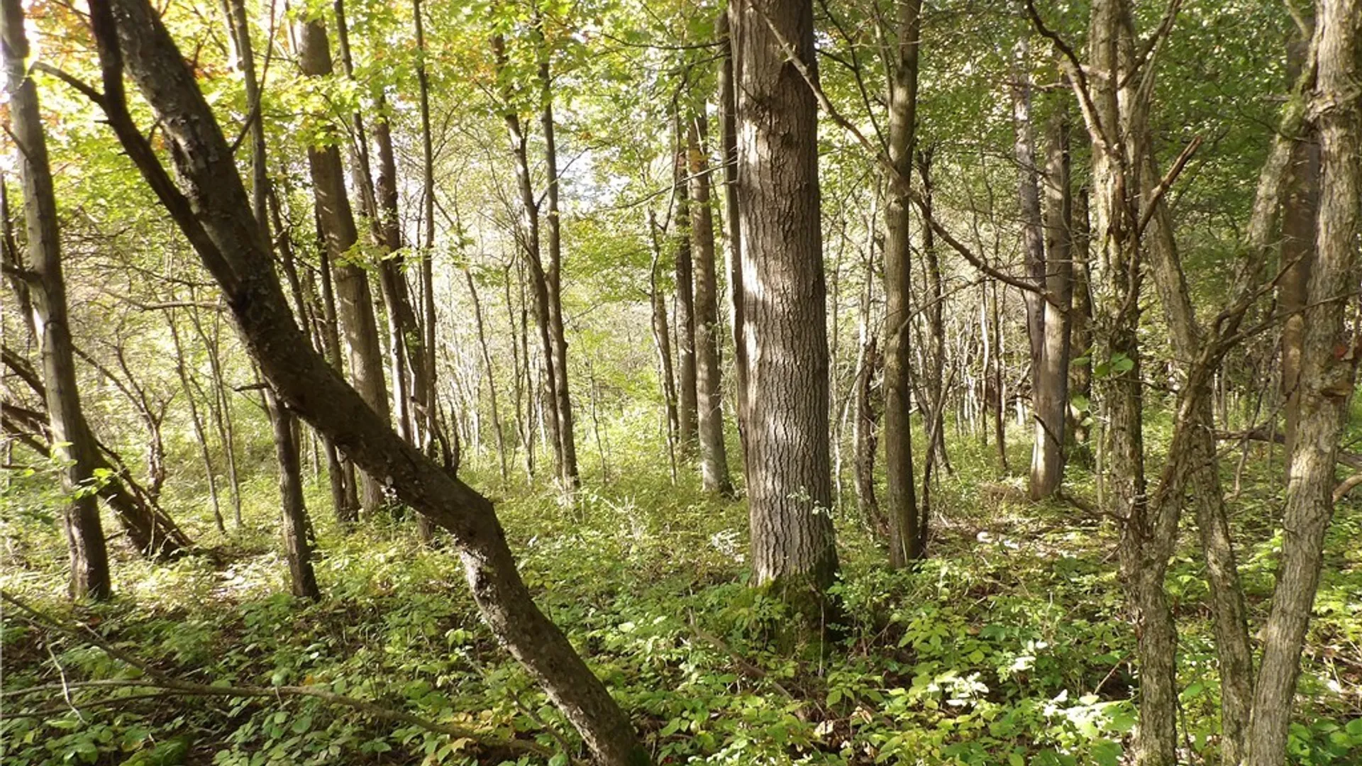 Property at 0 Cabbage Hill Rd, French Creek, NY 14724 14