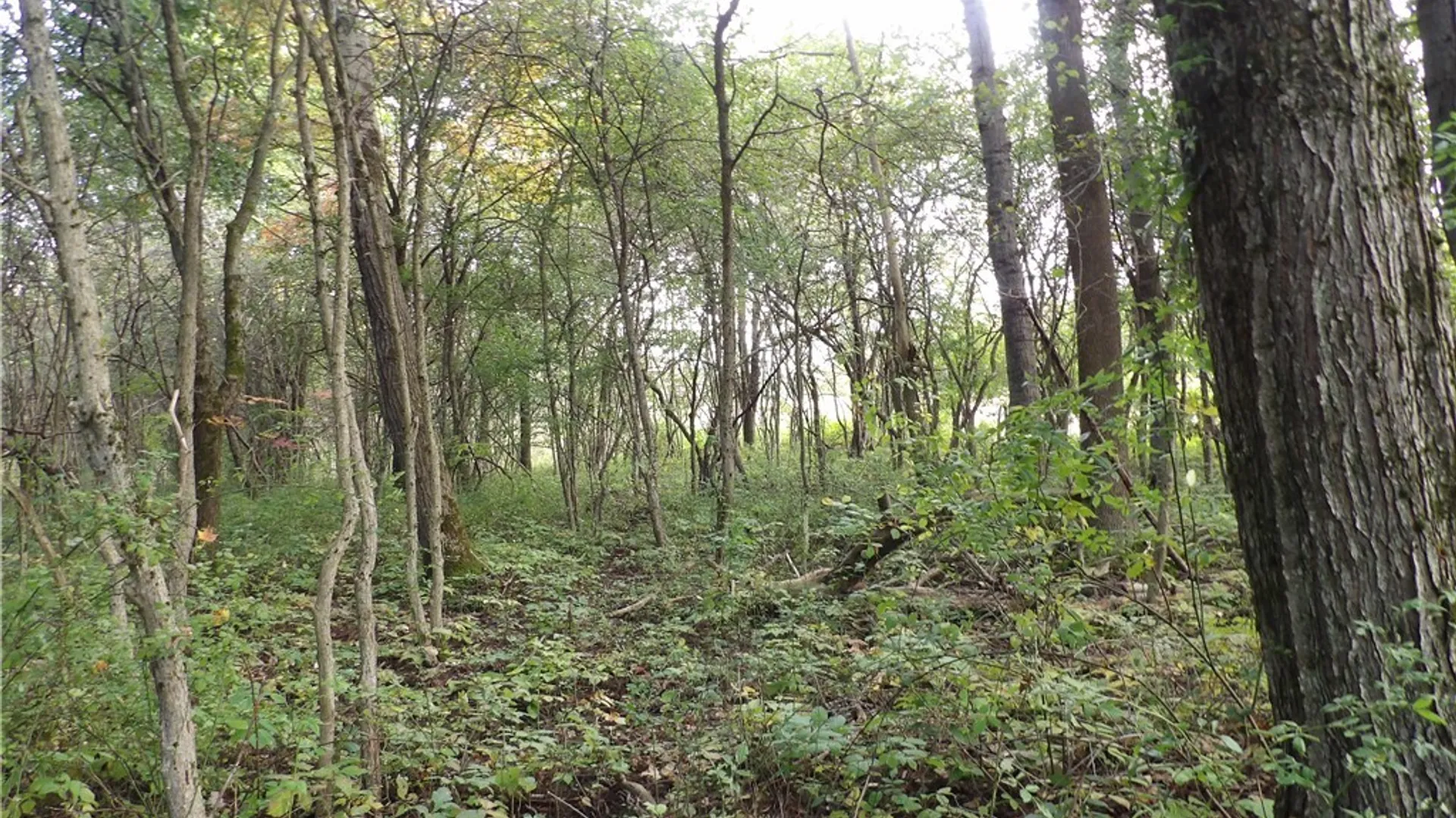 Property at 0 Cabbage Hill Rd, French Creek, NY 14724 15