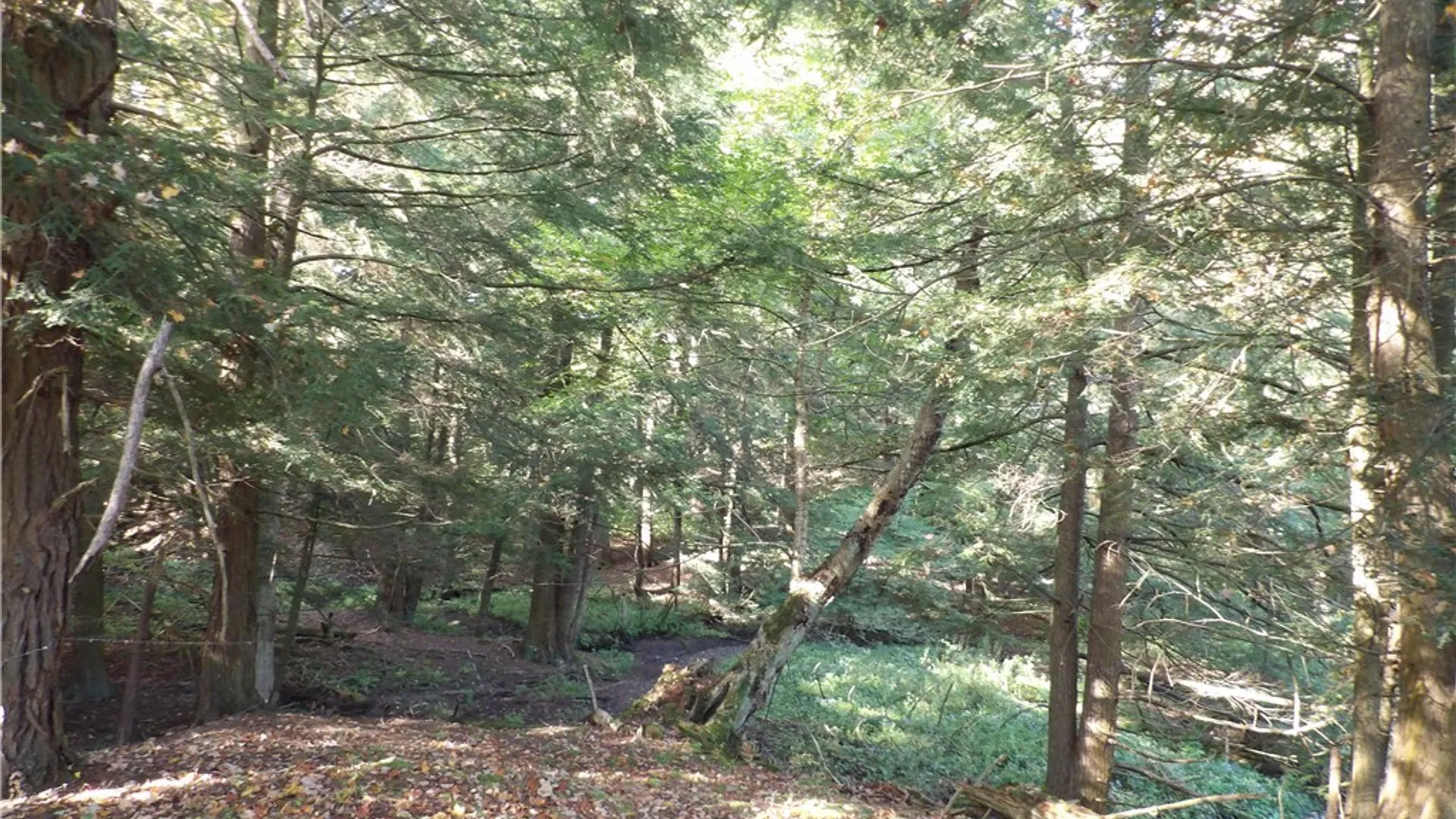 Property at 0 Cabbage Hill Rd, French Creek, NY 14724 16