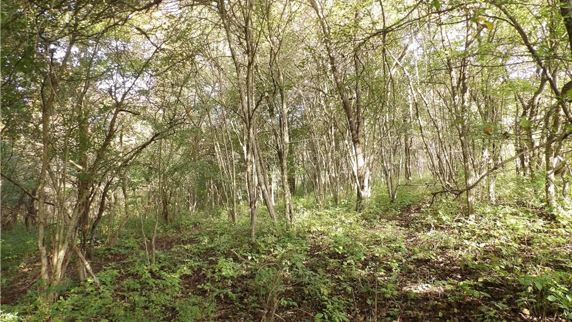 Property at 0 Cabbage Hill Rd, French Creek, NY 14724 17