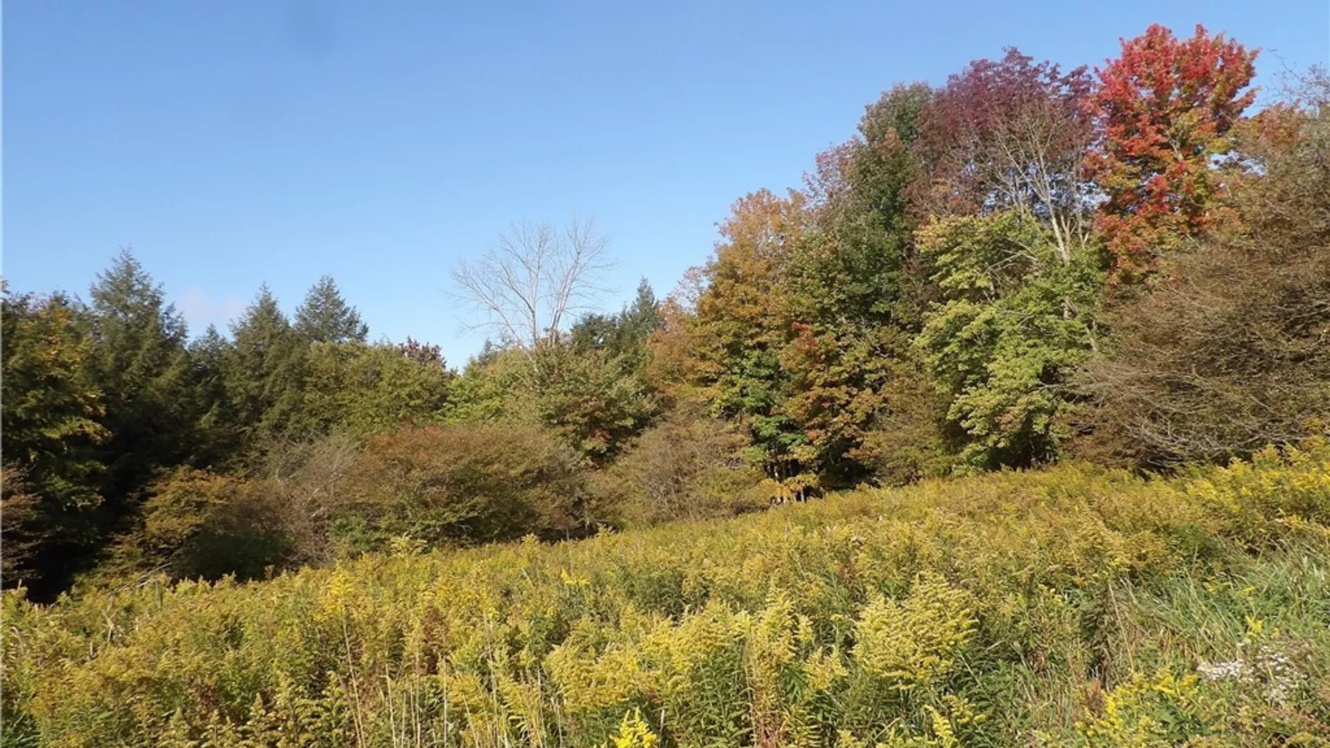 Property at 0 Cabbage Hill Rd, French Creek, NY 14724 2