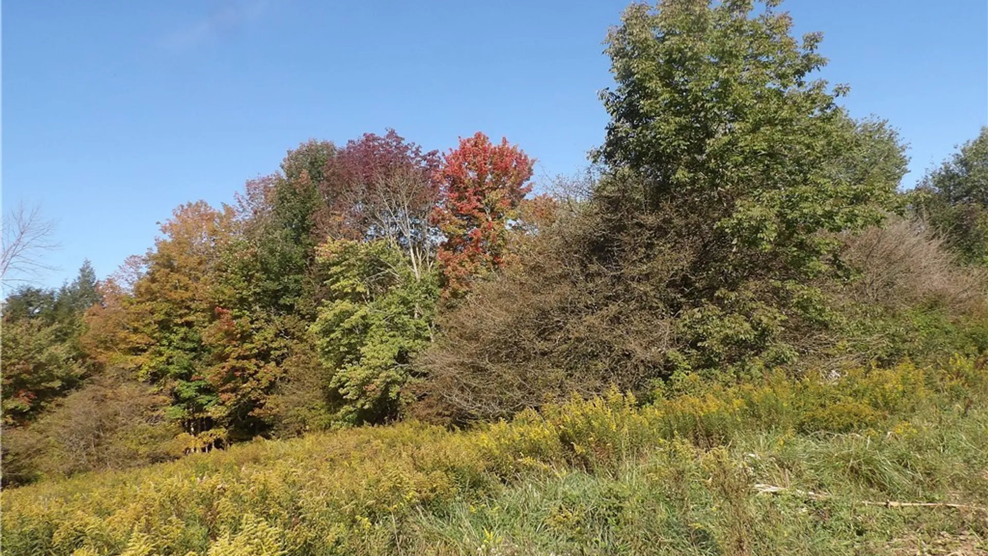 Property at 0 Cabbage Hill Rd, French Creek, NY 14724 3