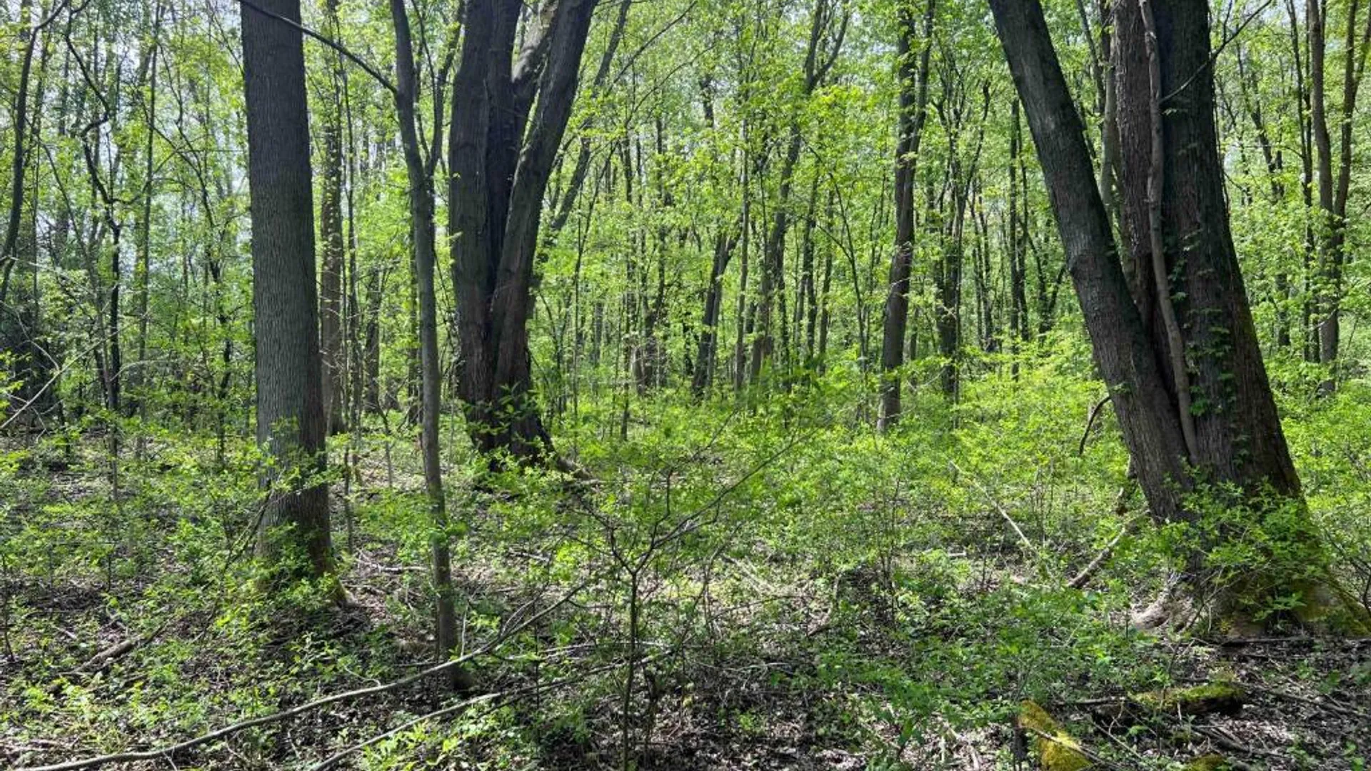 Property at 0 Pilgrimport Road, Lyons, NY 14489 2