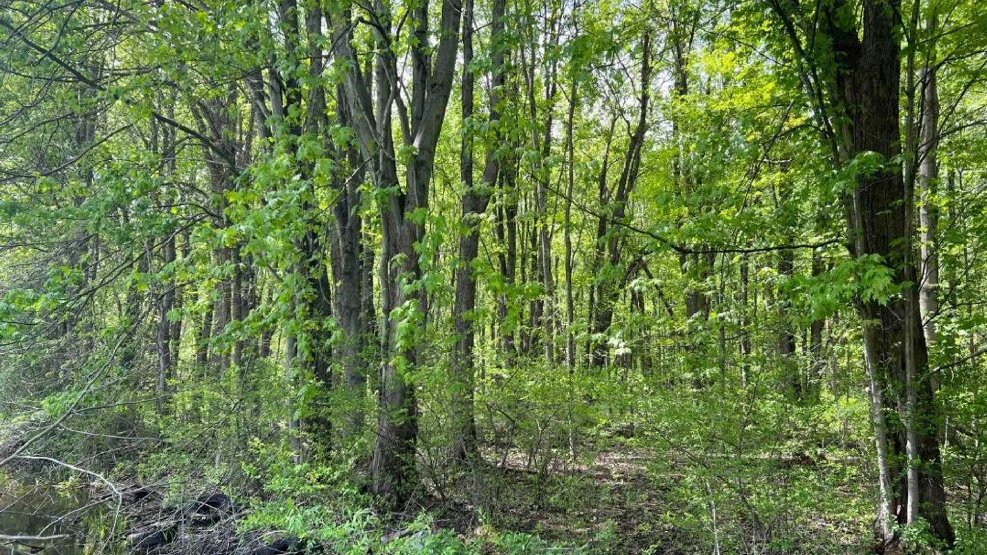 Property at 0 Pilgrimport Road, Lyons, NY 14489 32