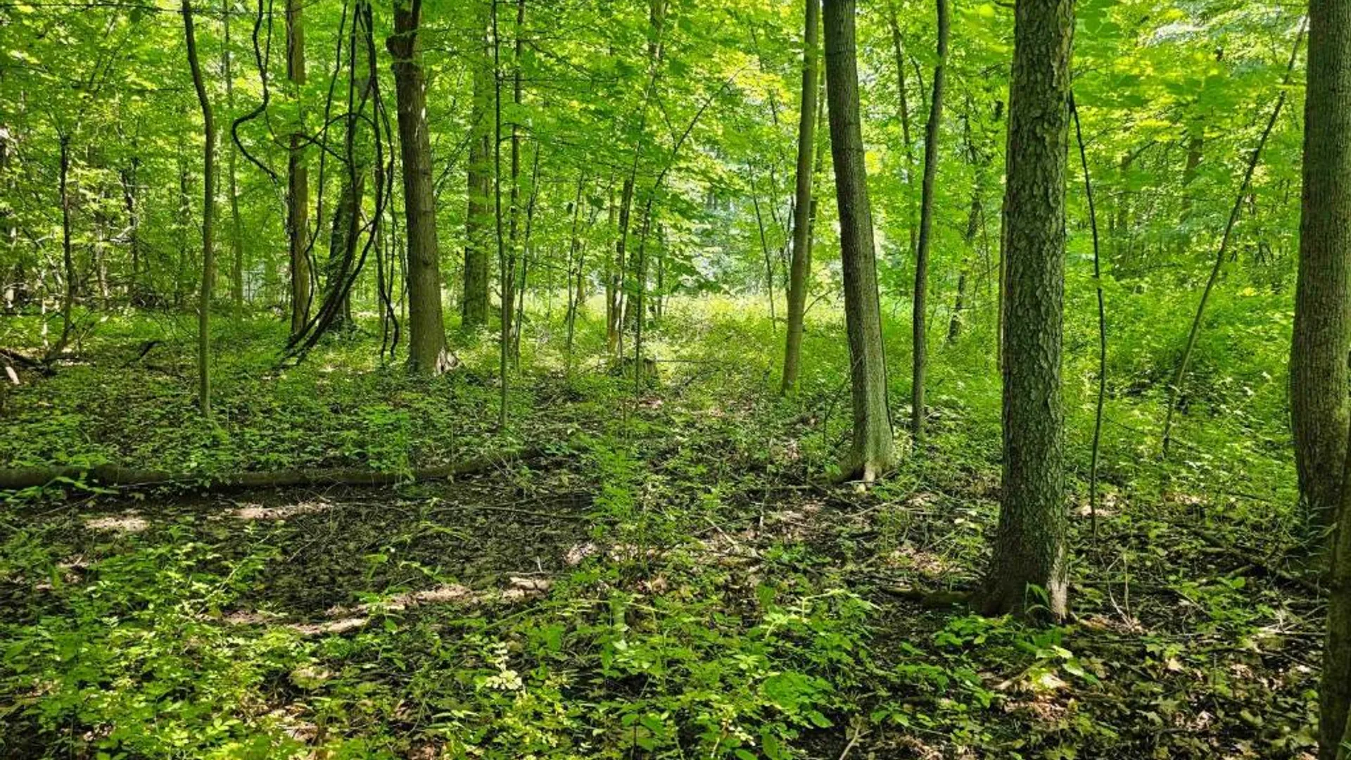 Property at 0 Lake Bluff Road, Huron, NY 14516 11