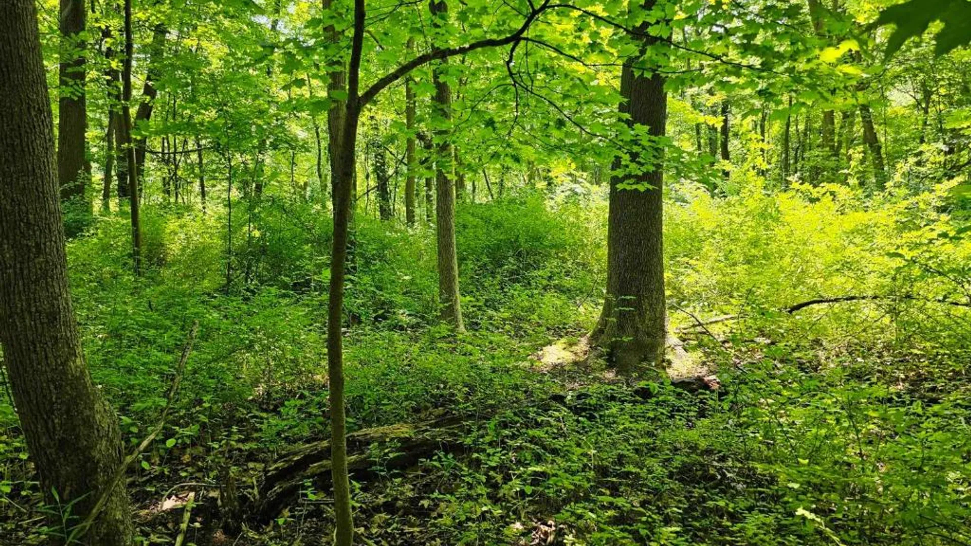 Property at 0 Lake Bluff Road, Huron, NY 14516 13