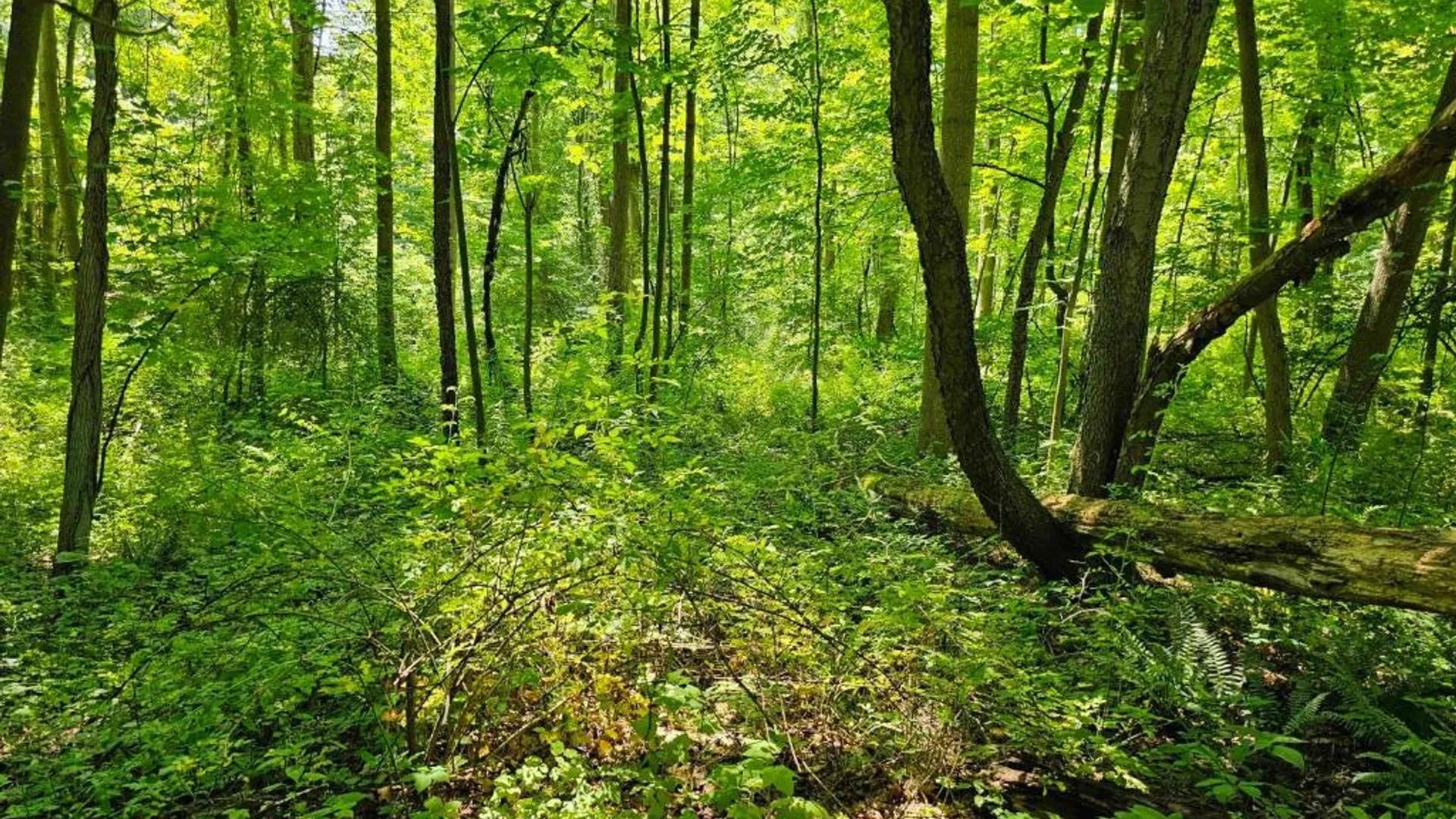 Property at 0 Lake Bluff Road, Huron, NY 14516 14