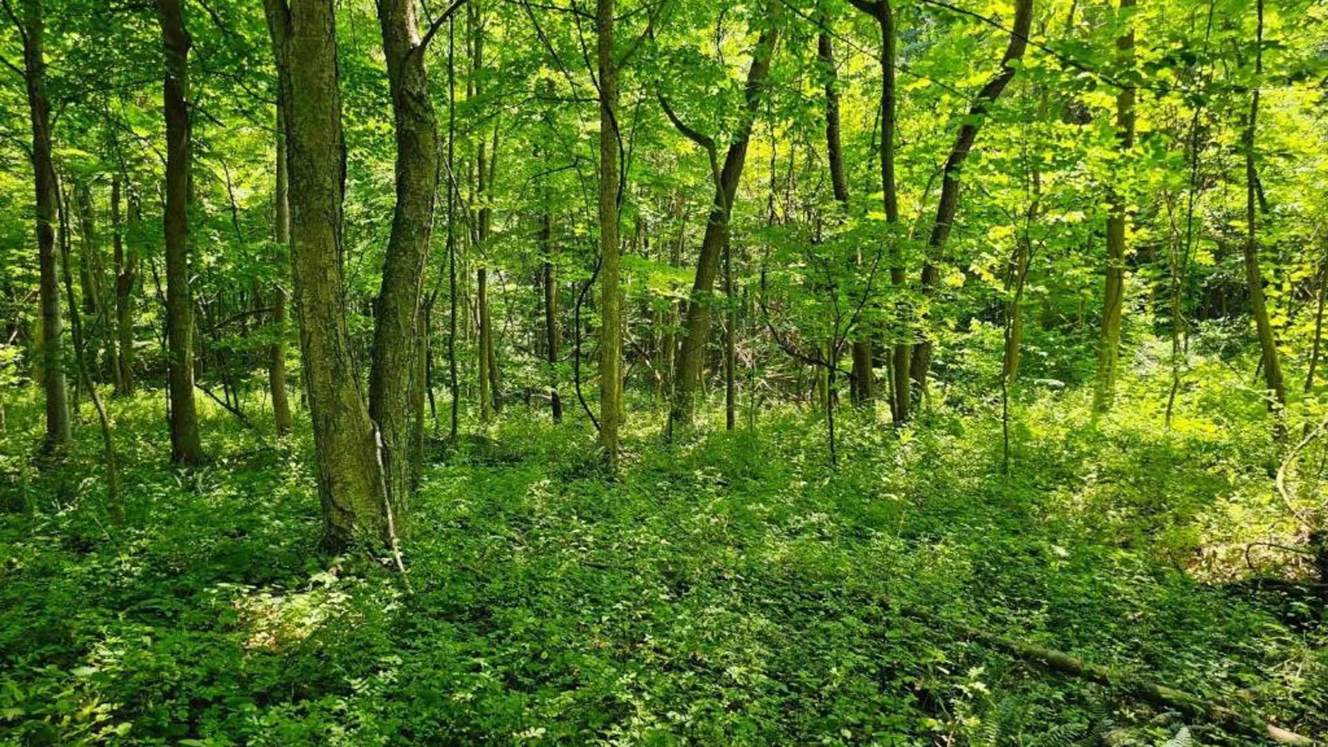 Property at 0 Lake Bluff Road, Huron, NY 14516 15