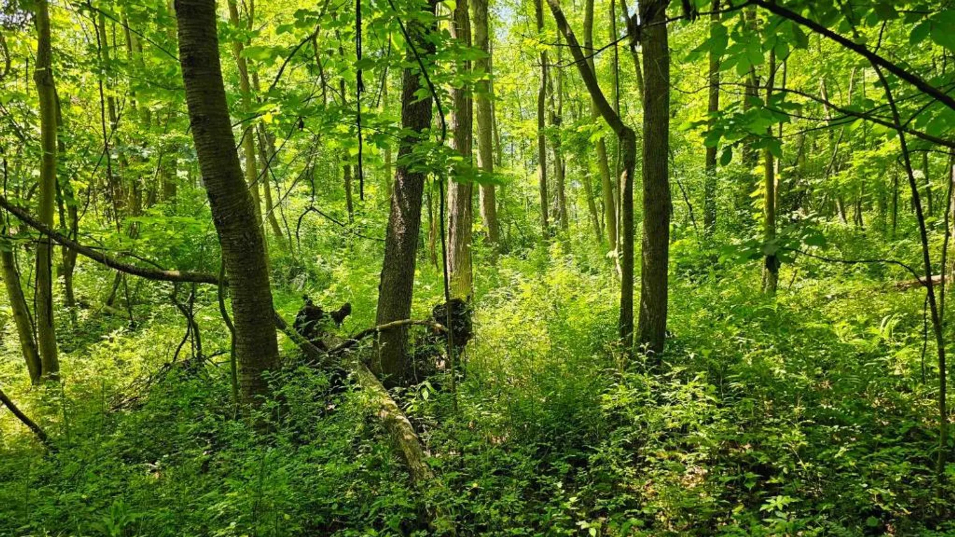 Property at 0 Lake Bluff Road, Huron, NY 14516 17