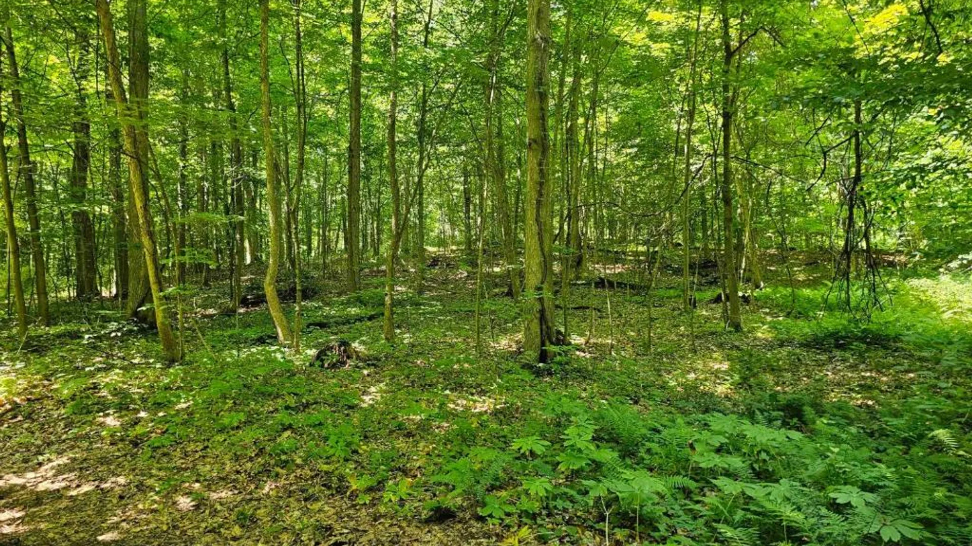 Property at 0 Lake Bluff Road, Huron, NY 14516 2