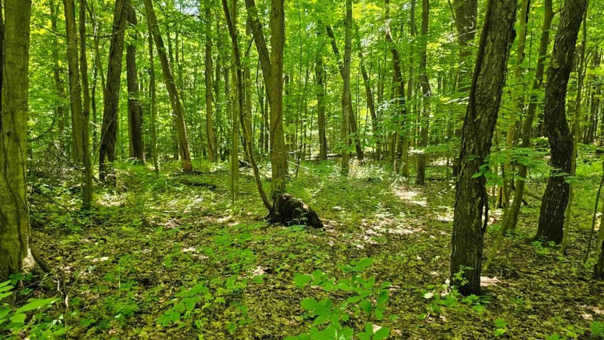 Property at 0 Lake Bluff Road, Huron, NY 14516 20