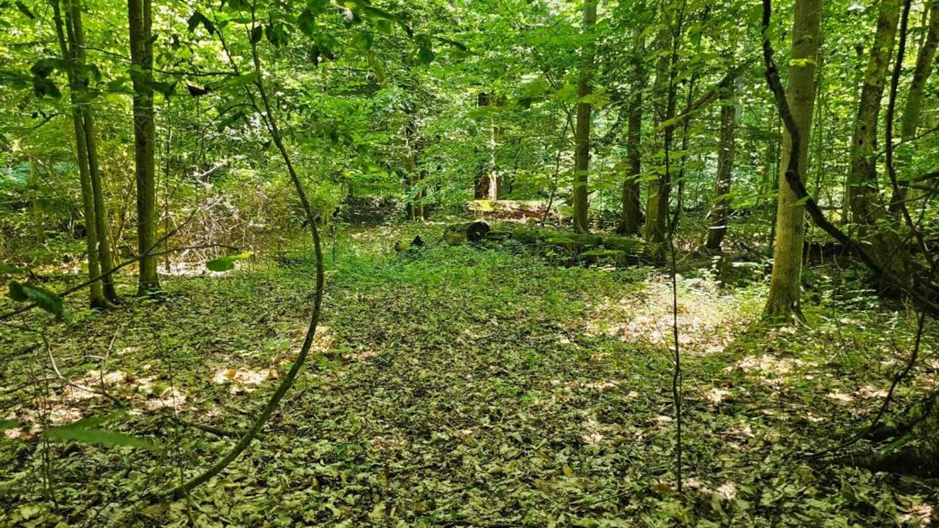 Property at 0 Lake Bluff Road, Huron, NY 14516 21