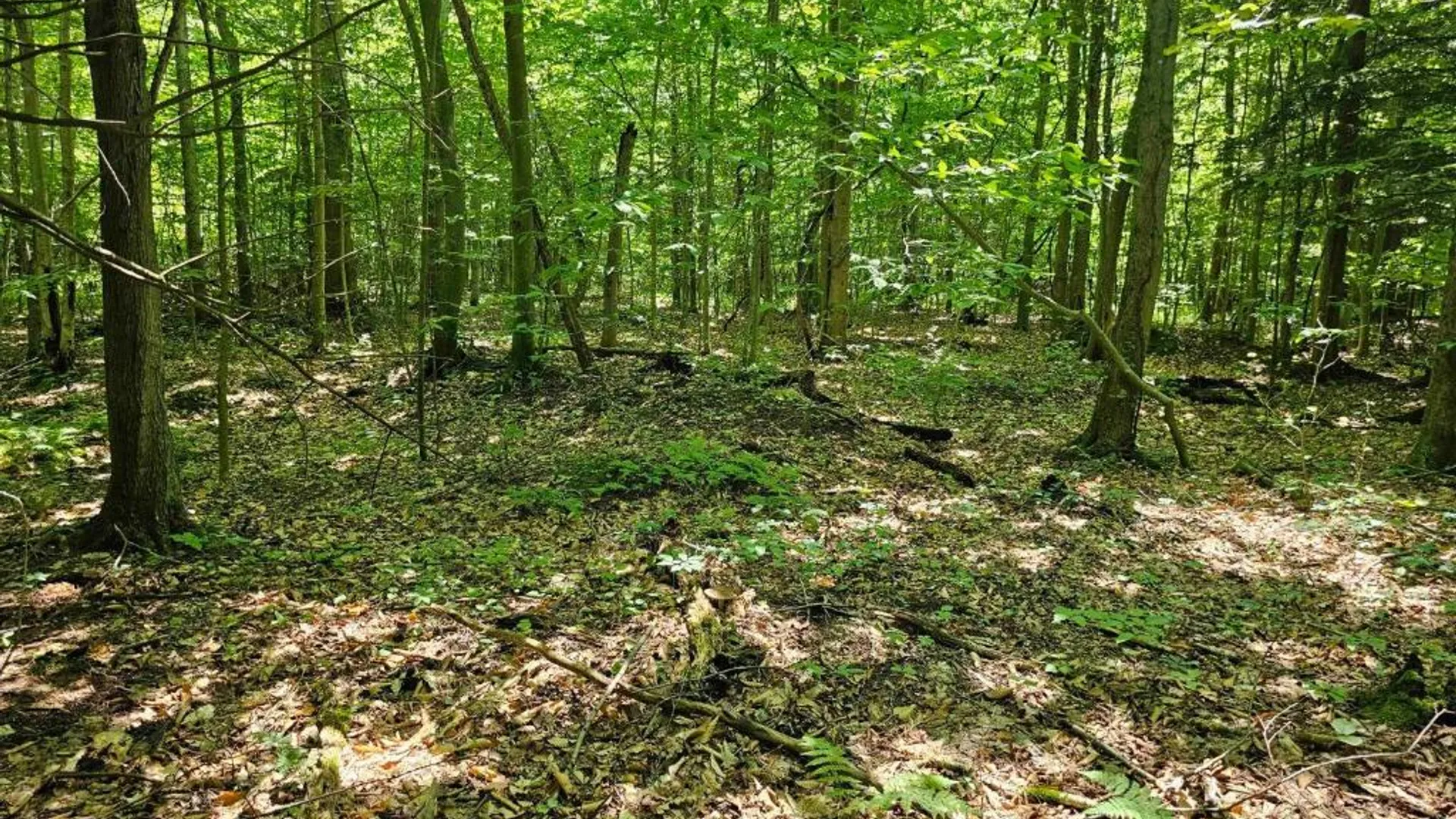 Property at 0 Lake Bluff Road, Huron, NY 14516 22