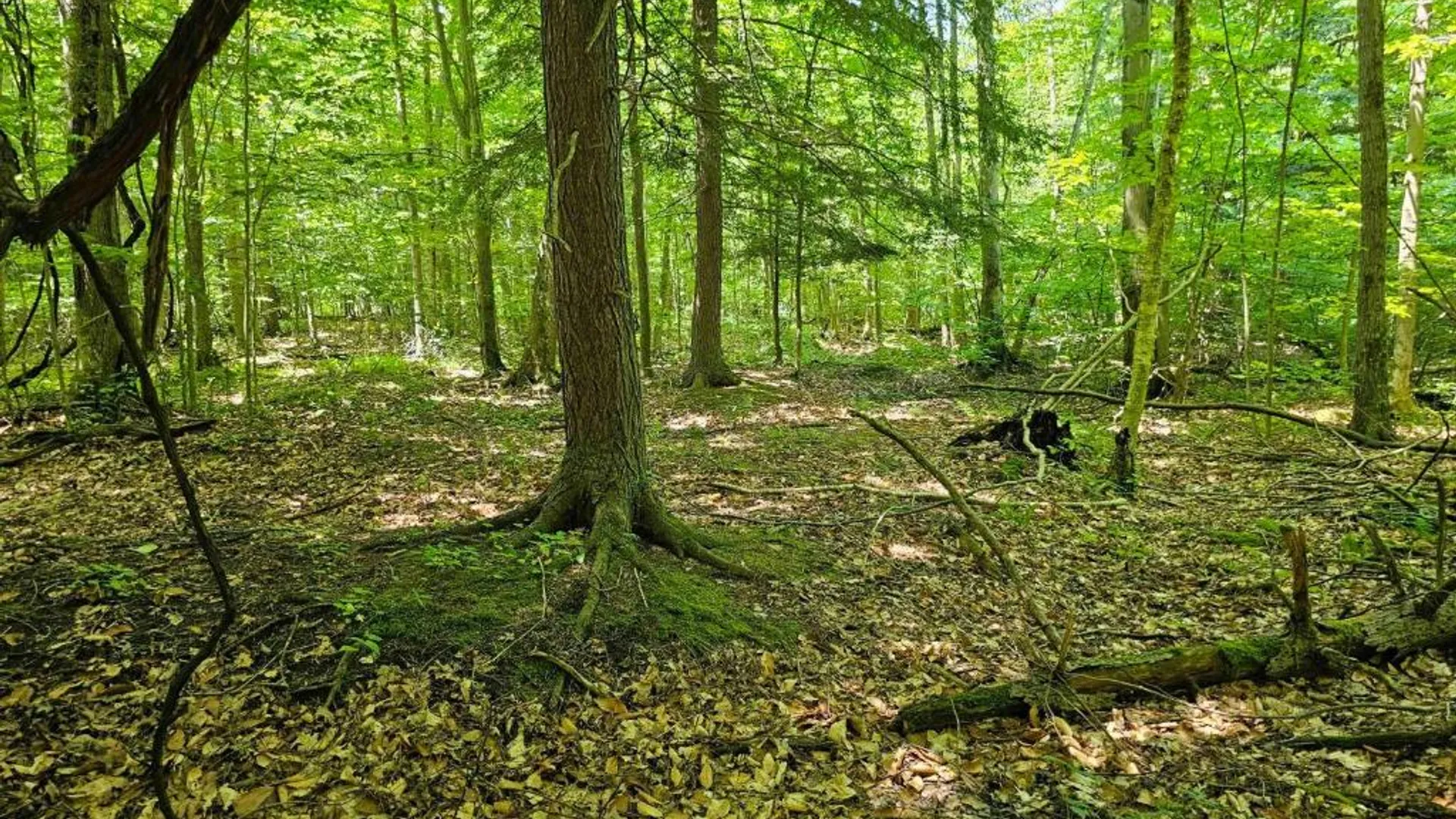 Property at 0 Lake Bluff Road, Huron, NY 14516 25