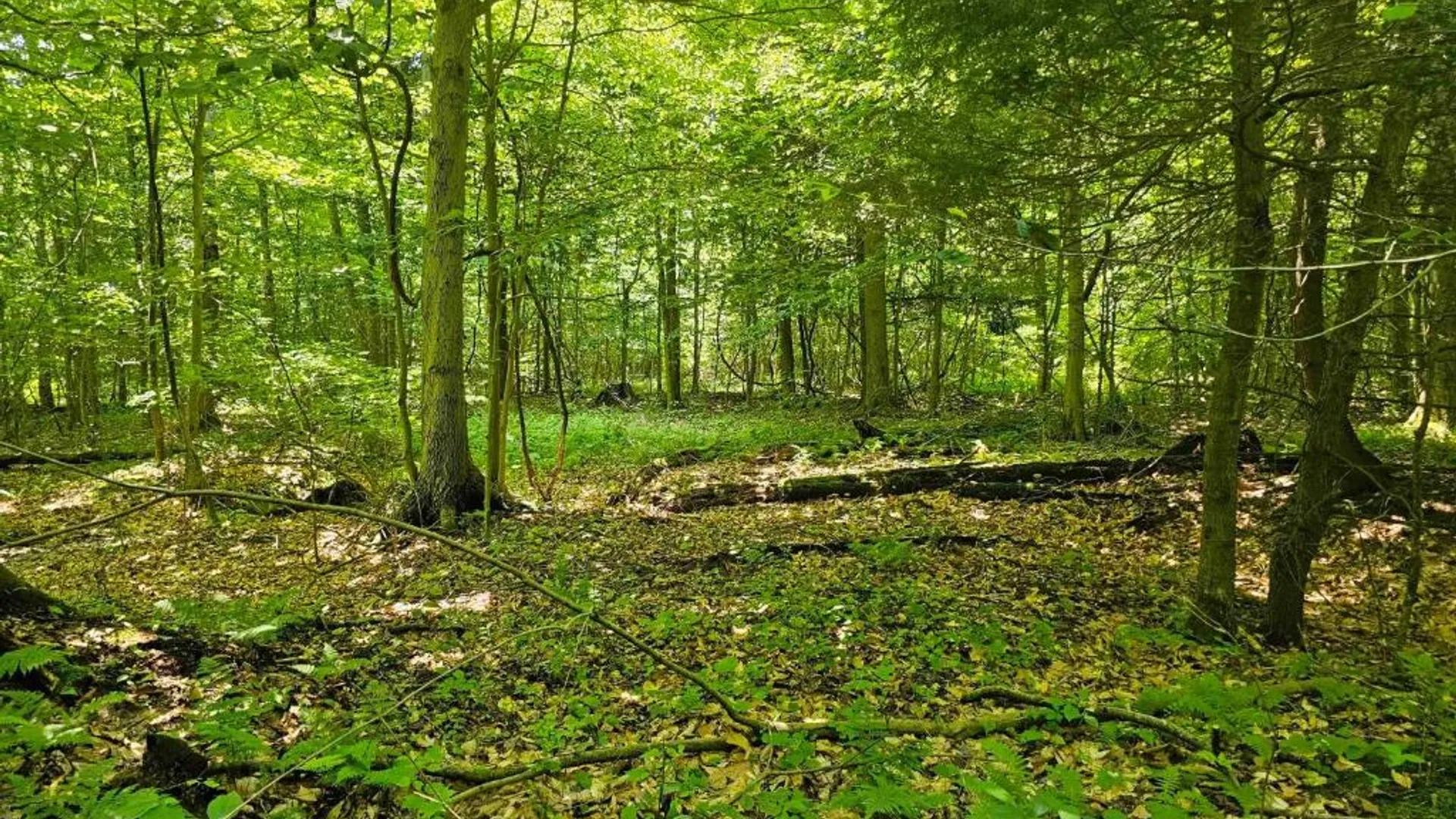 Property at 0 Lake Bluff Road, Huron, NY 14516 27