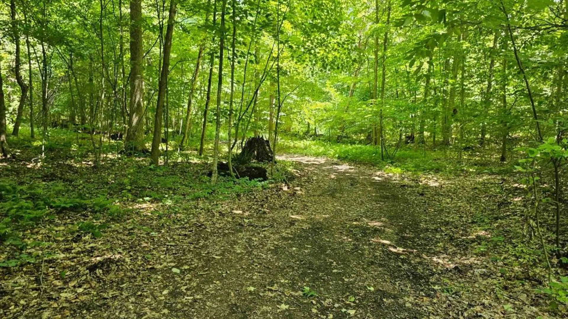 Property at 0 Lake Bluff Road, Huron, NY 14516 30