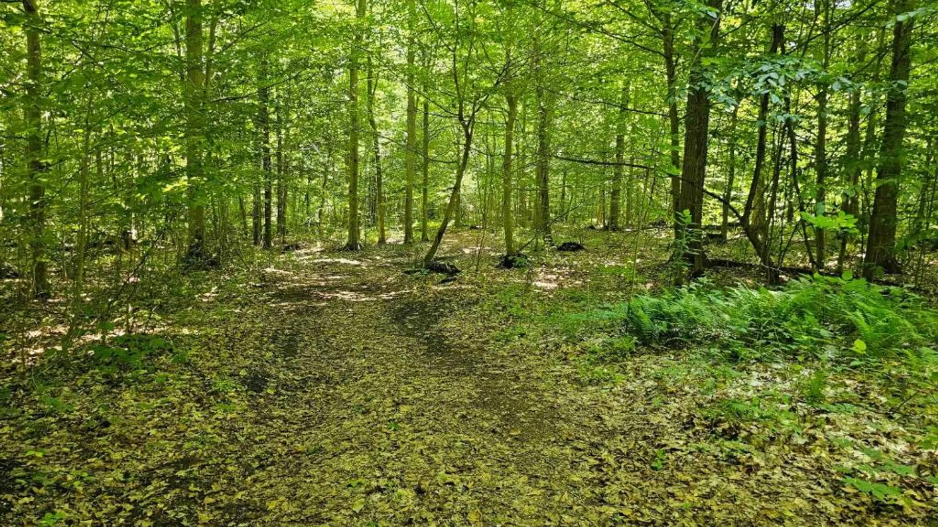 Property at 0 Lake Bluff Road, Huron, NY 14516 36