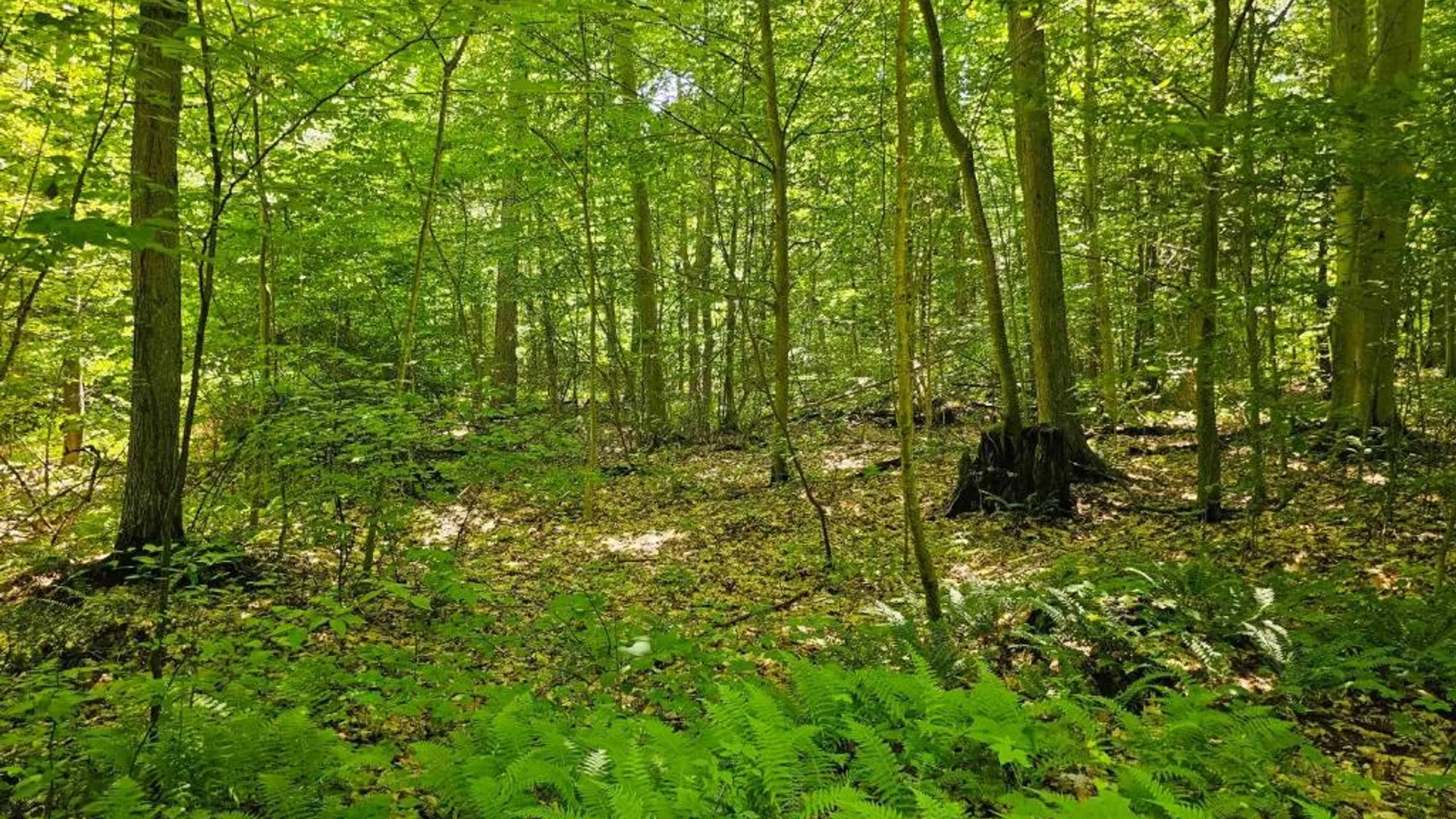 Property at 0 Lake Bluff Road, Huron, NY 14516 37