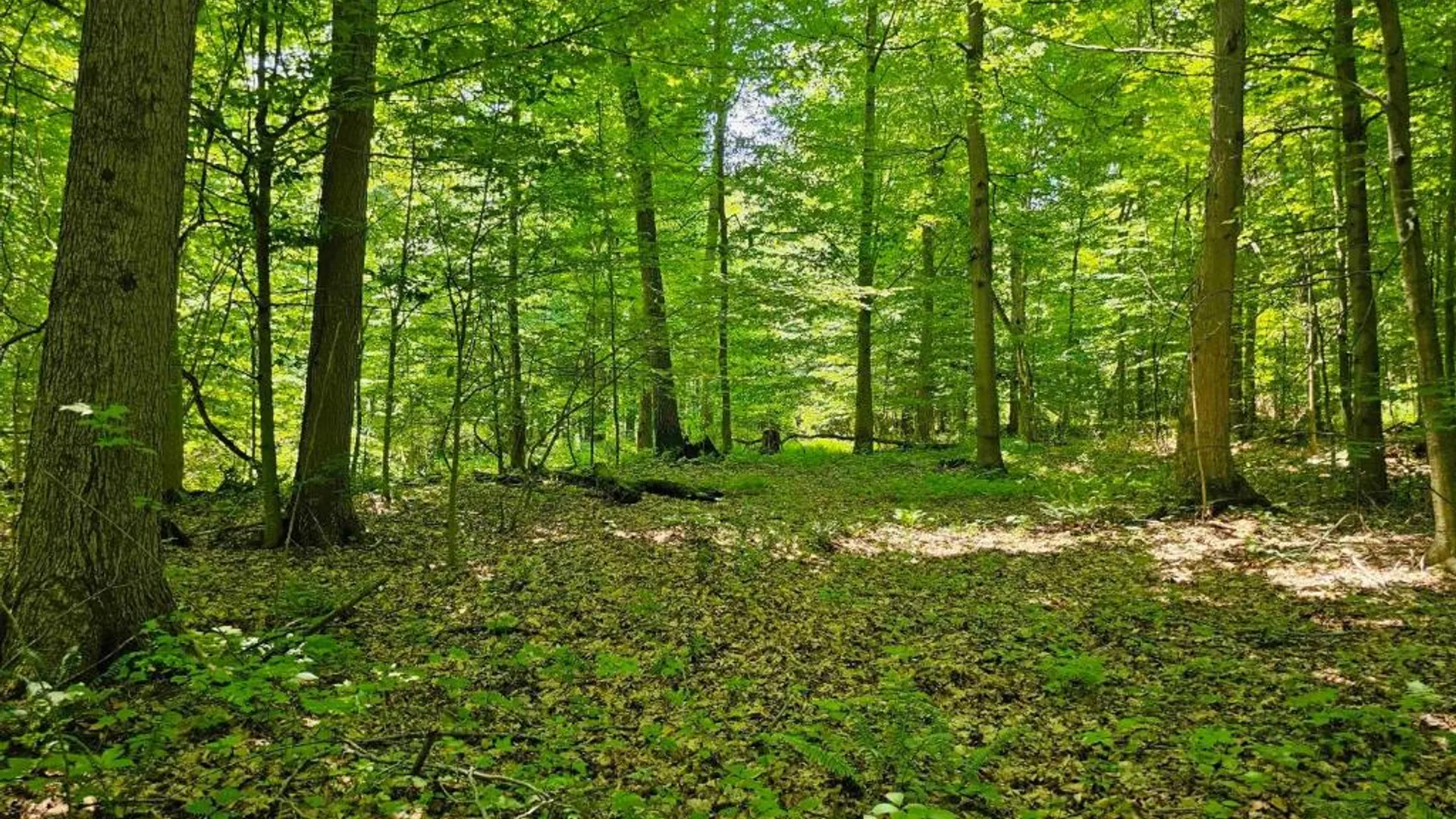 Property at 0 Lake Bluff Road, Huron, NY 14516 5