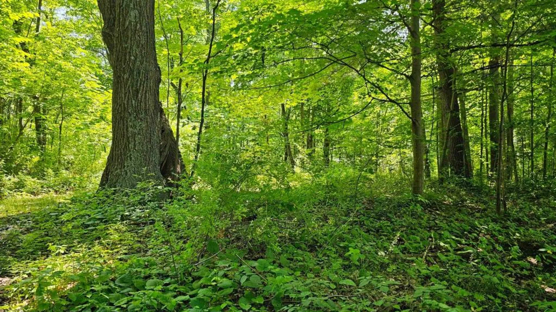 Property at 0 Lake Bluff Road, Huron, NY 14516 7