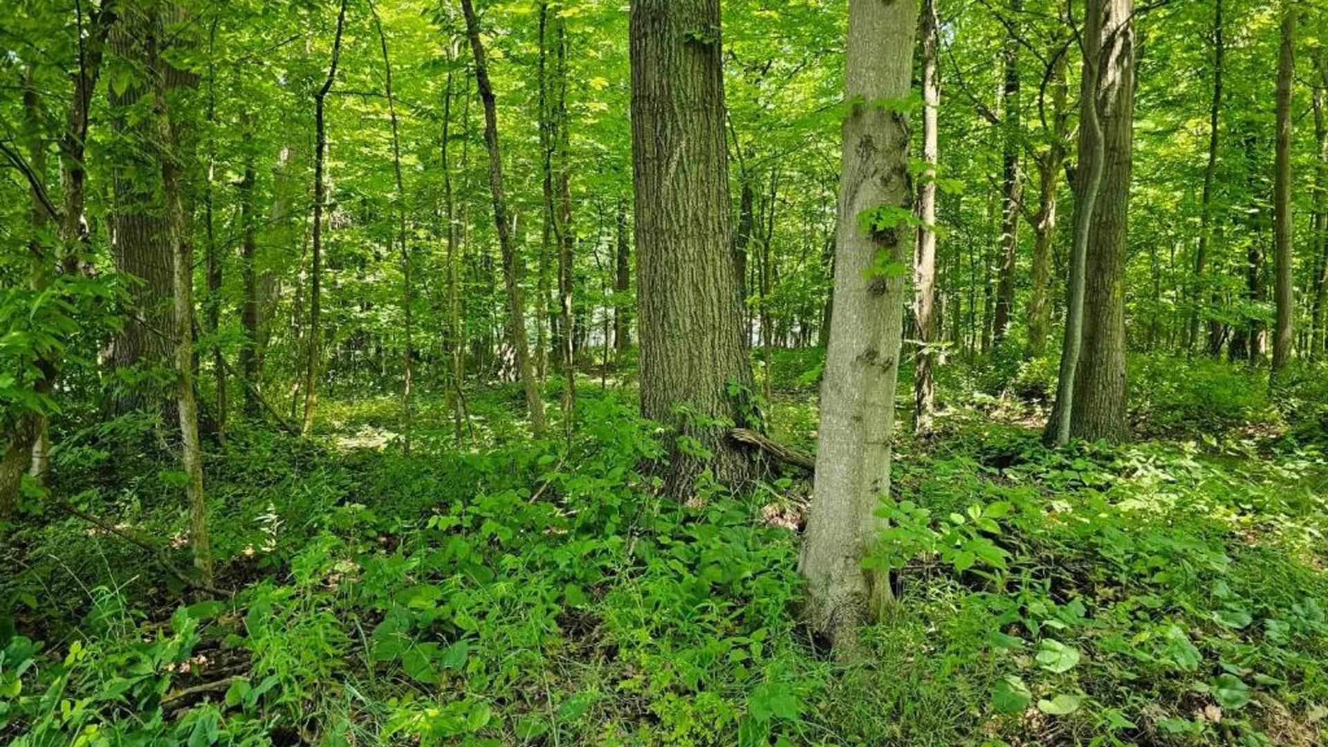 Property at 0 Lake Bluff Road, Huron, NY 14516 8