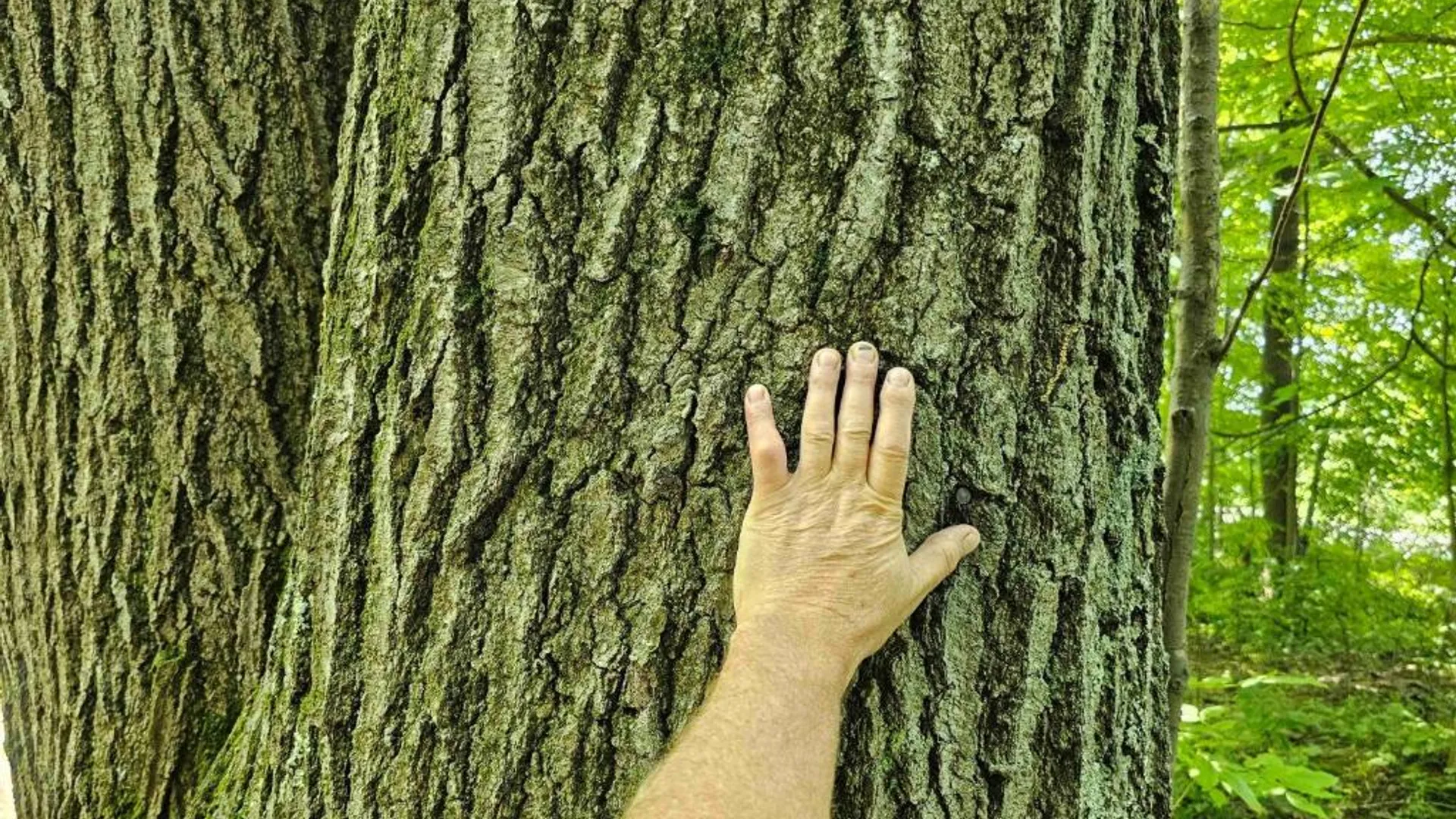 Property at 0 Lake Bluff Road, Huron, NY 14516 9