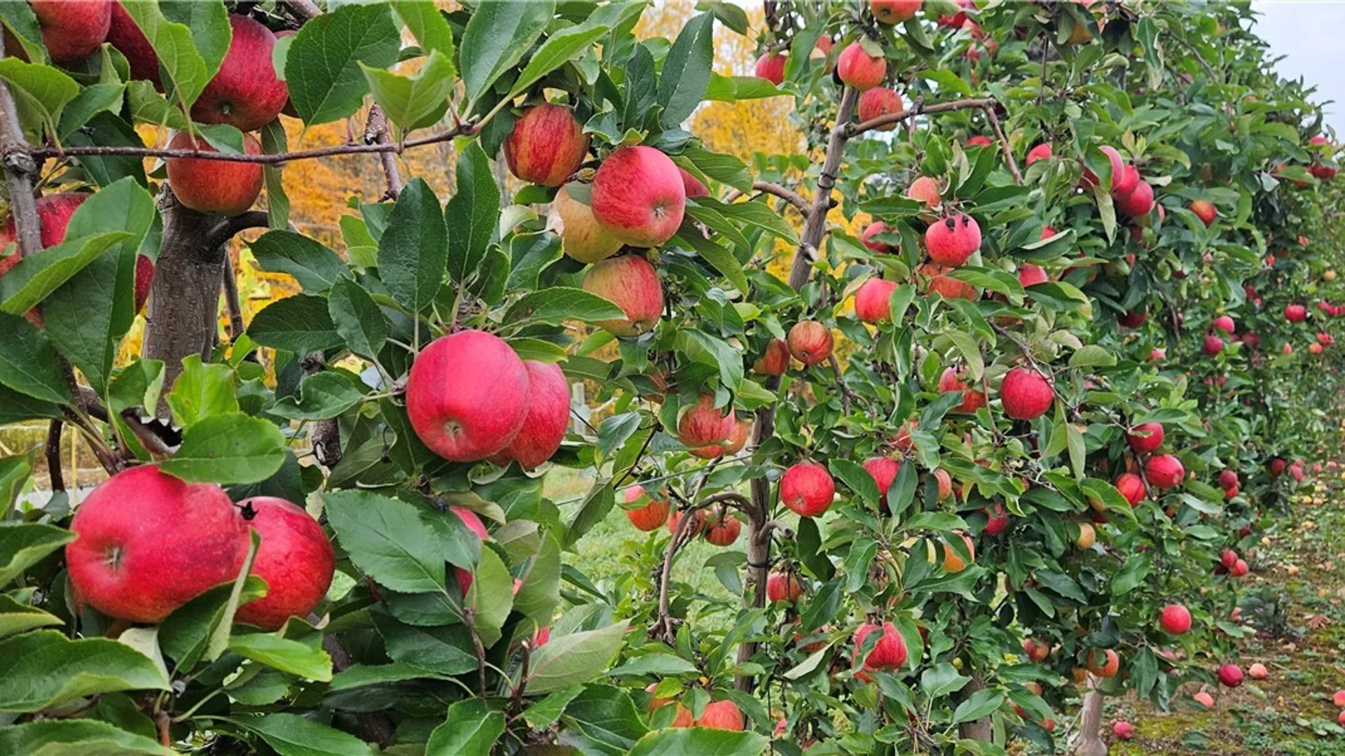 Property at 0 Norris & Rt 104 Road, Huron, NY 14590 17