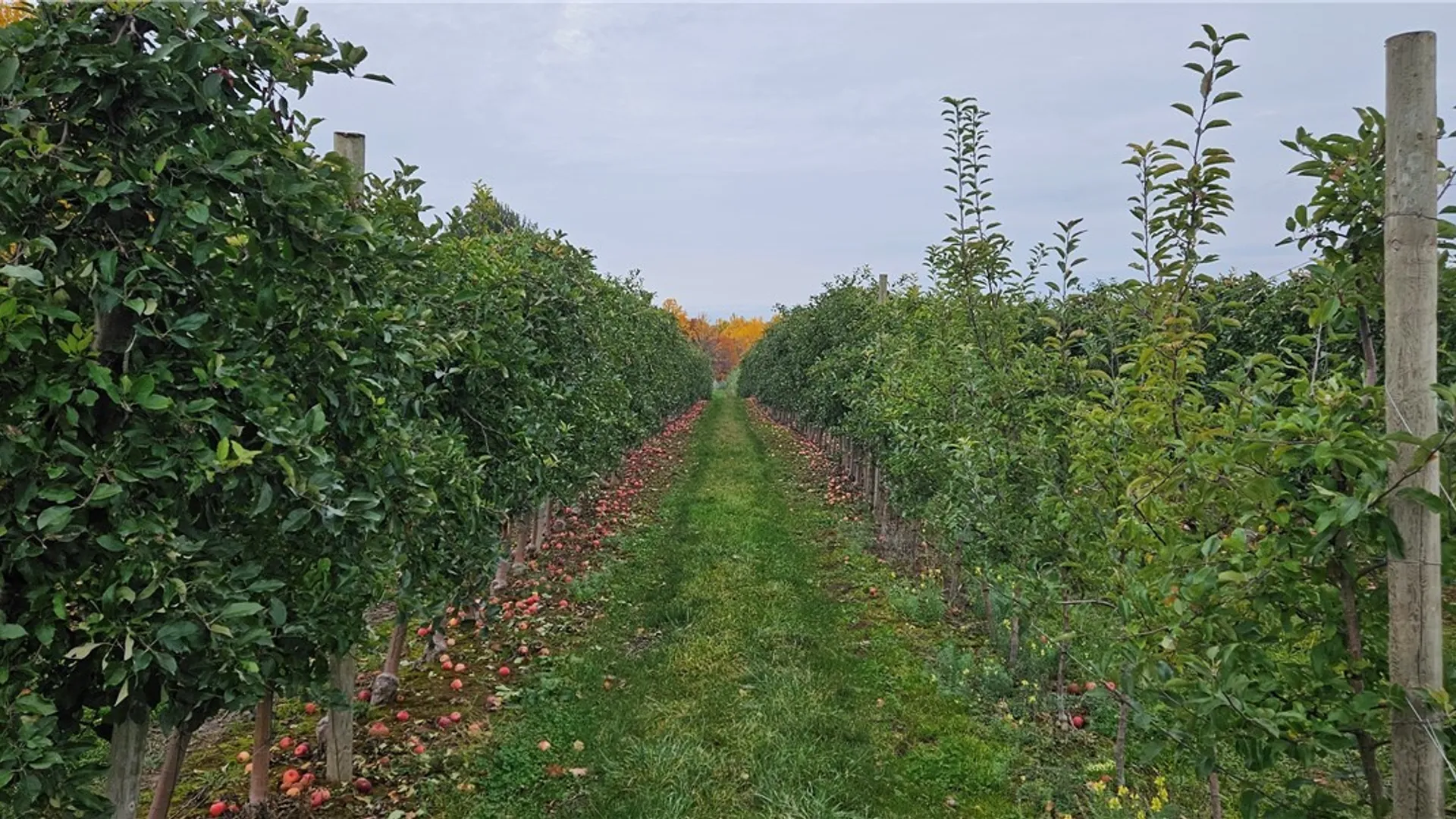 Property at 0 Norris & Rt 104 Road, Huron, NY 14590 21