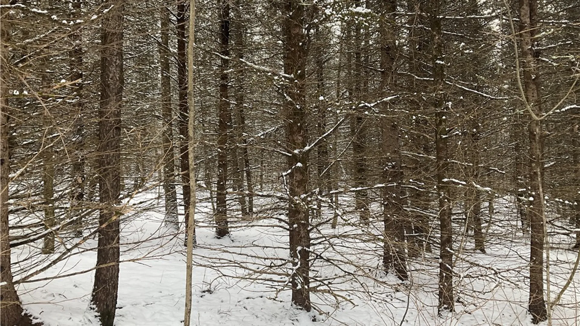 Property at 00 Curncross Road, Smyrna, NY 13464 12