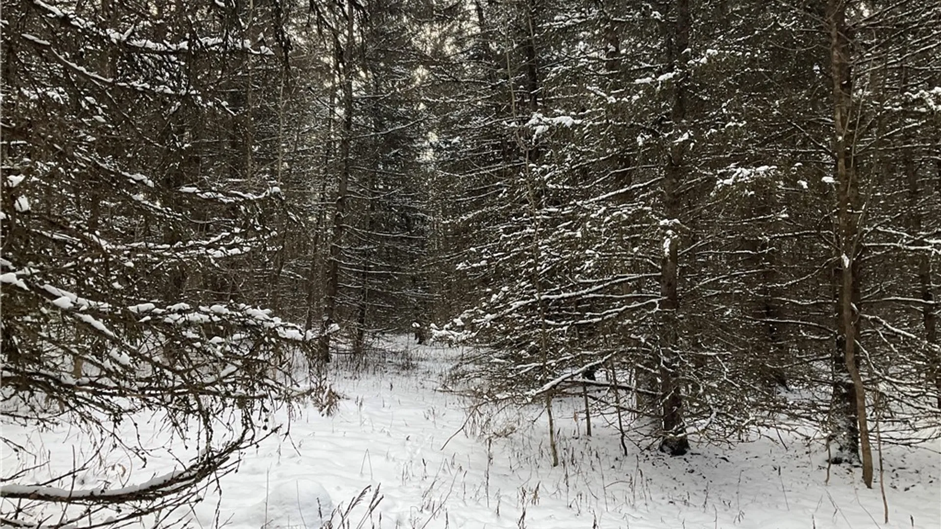 Property at 00 Curncross Road, Smyrna, NY 13464 13