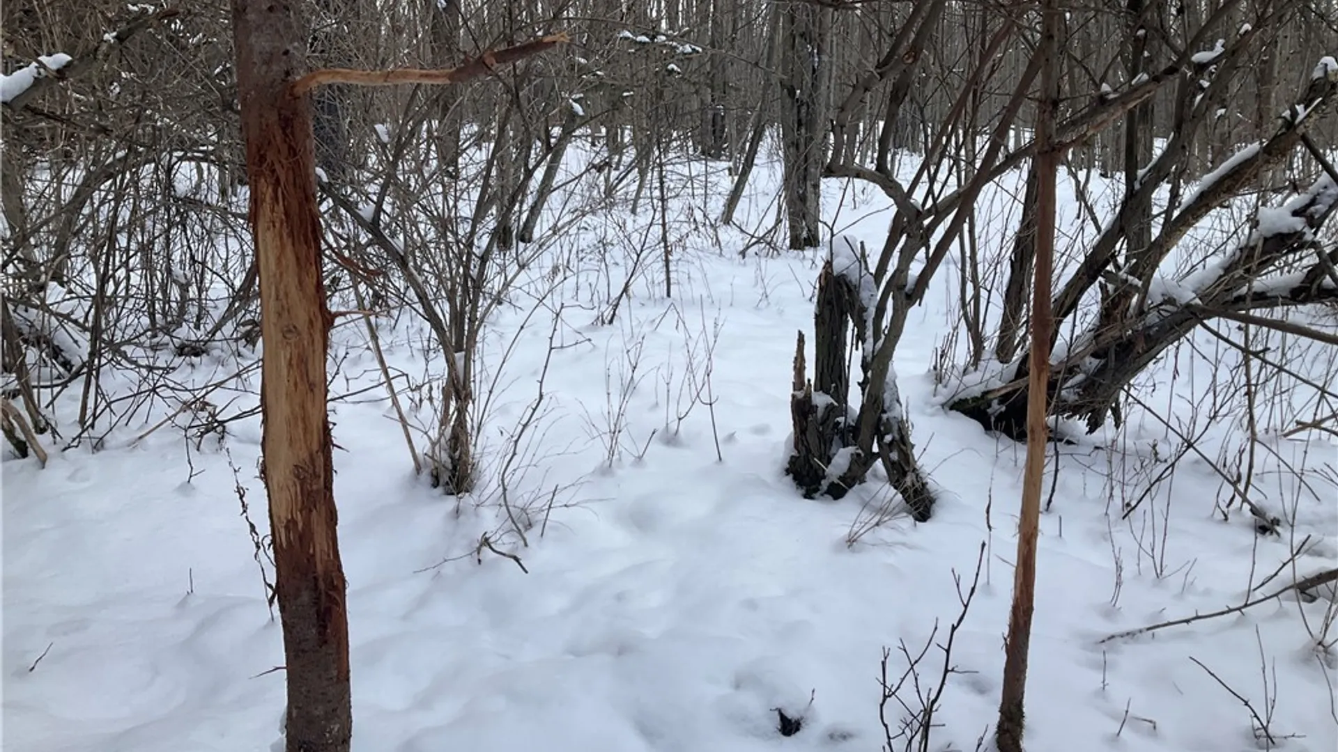 Property at 00 Curncross Road, Smyrna, NY 13464 14