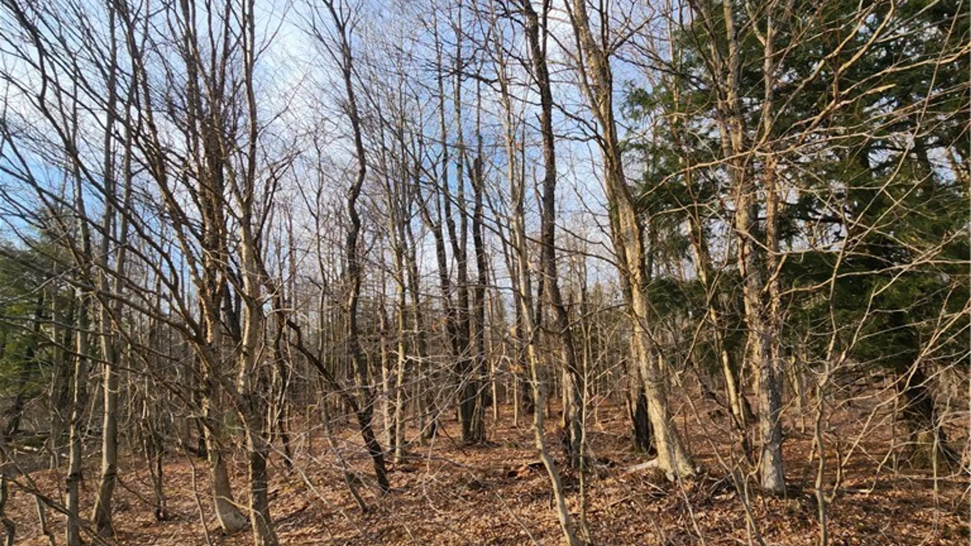 Property at 00 Jess Drive, Redfield, NY 13437 2