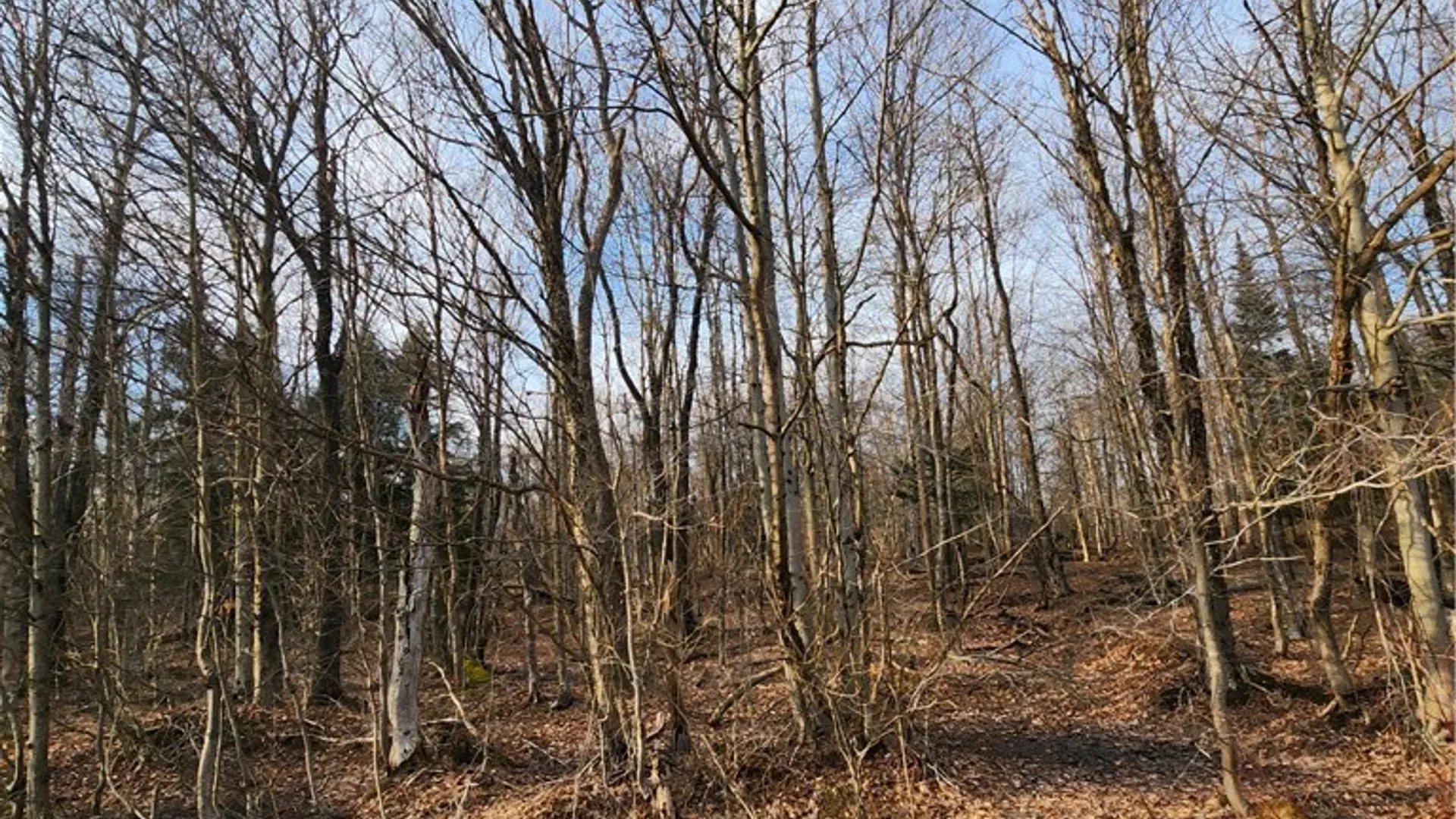 Property at 000 Jess Drive, Redfield, NY 13437 2