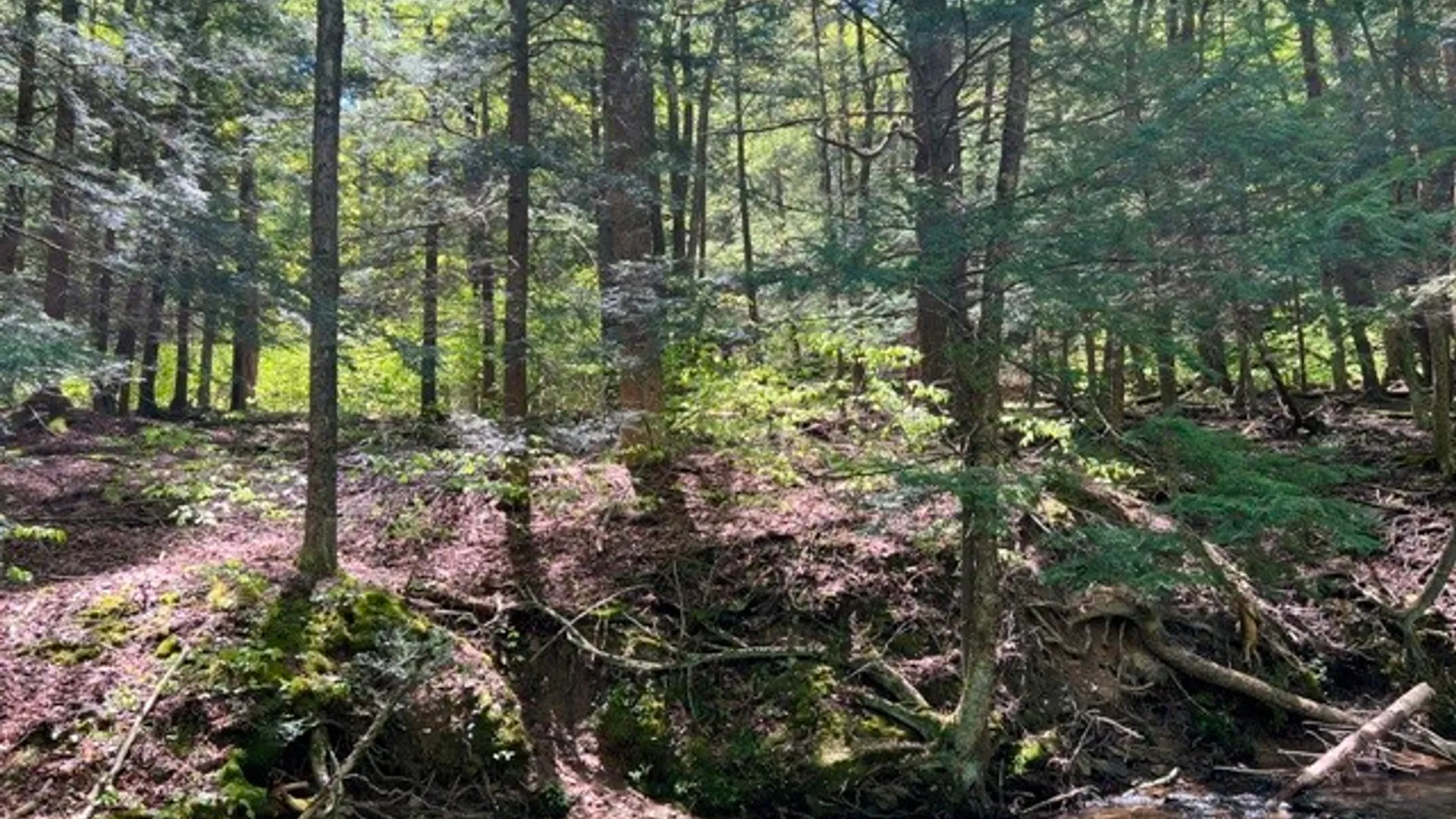 Property at 0 Clear Creek Road, Shippen Twp, PA 15834 16