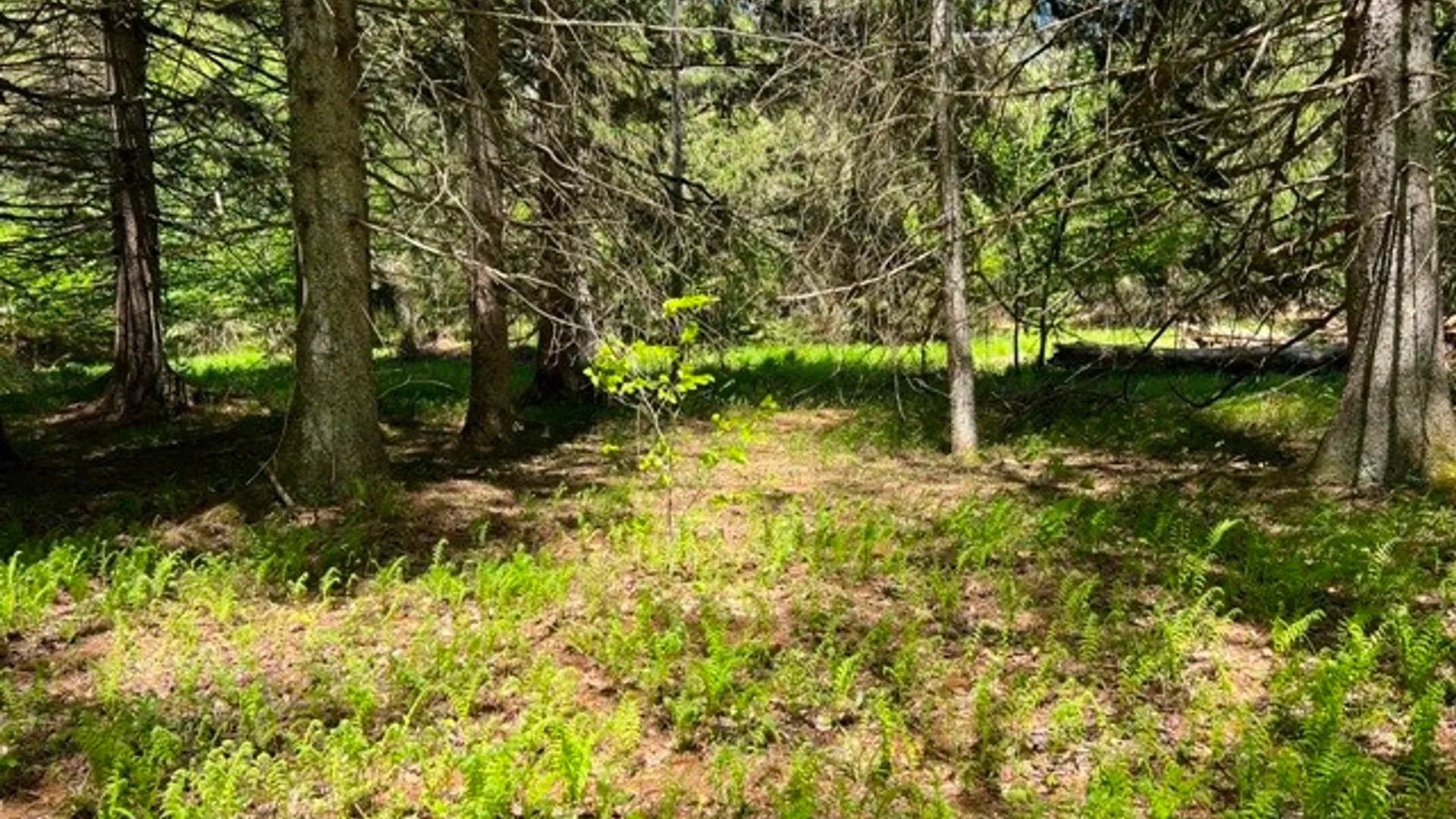 Property at 0 Clear Creek Road, Shippen Twp, PA 15834 18