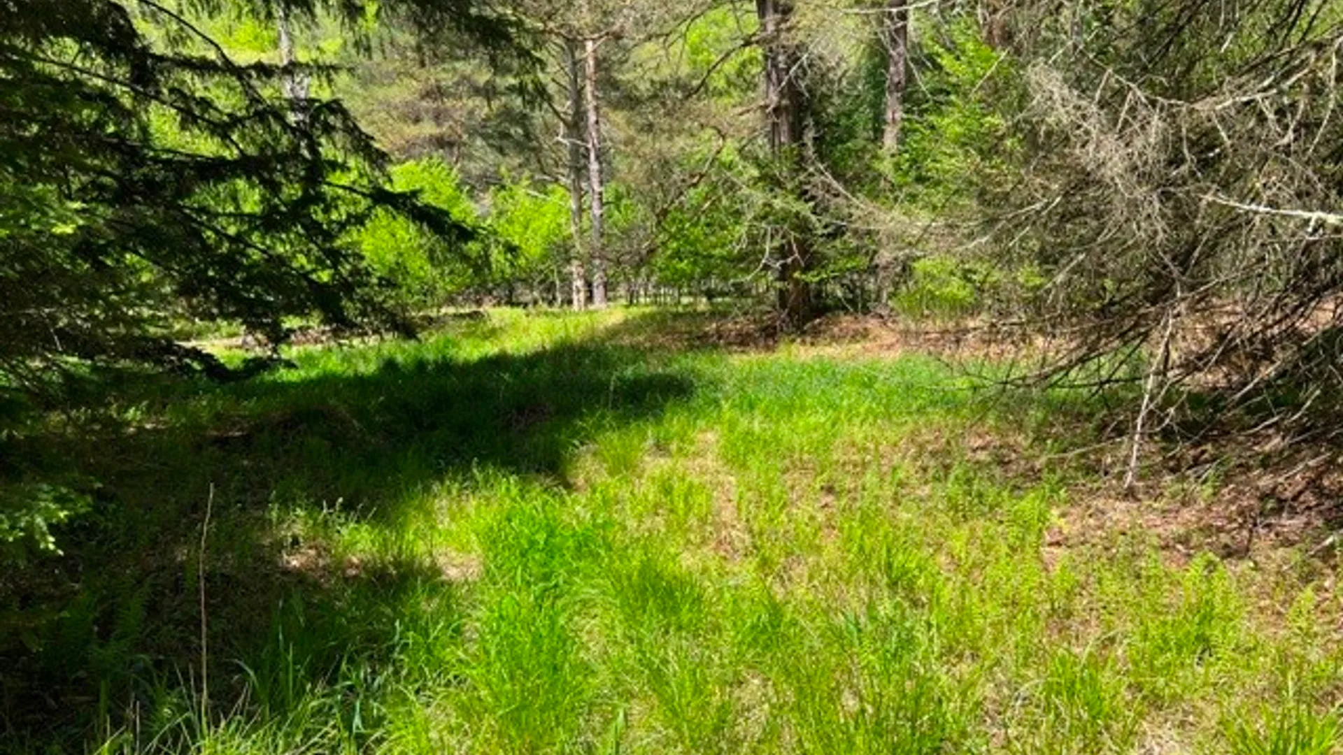 Property at 0 Clear Creek Road, Shippen Twp, PA 15834 20