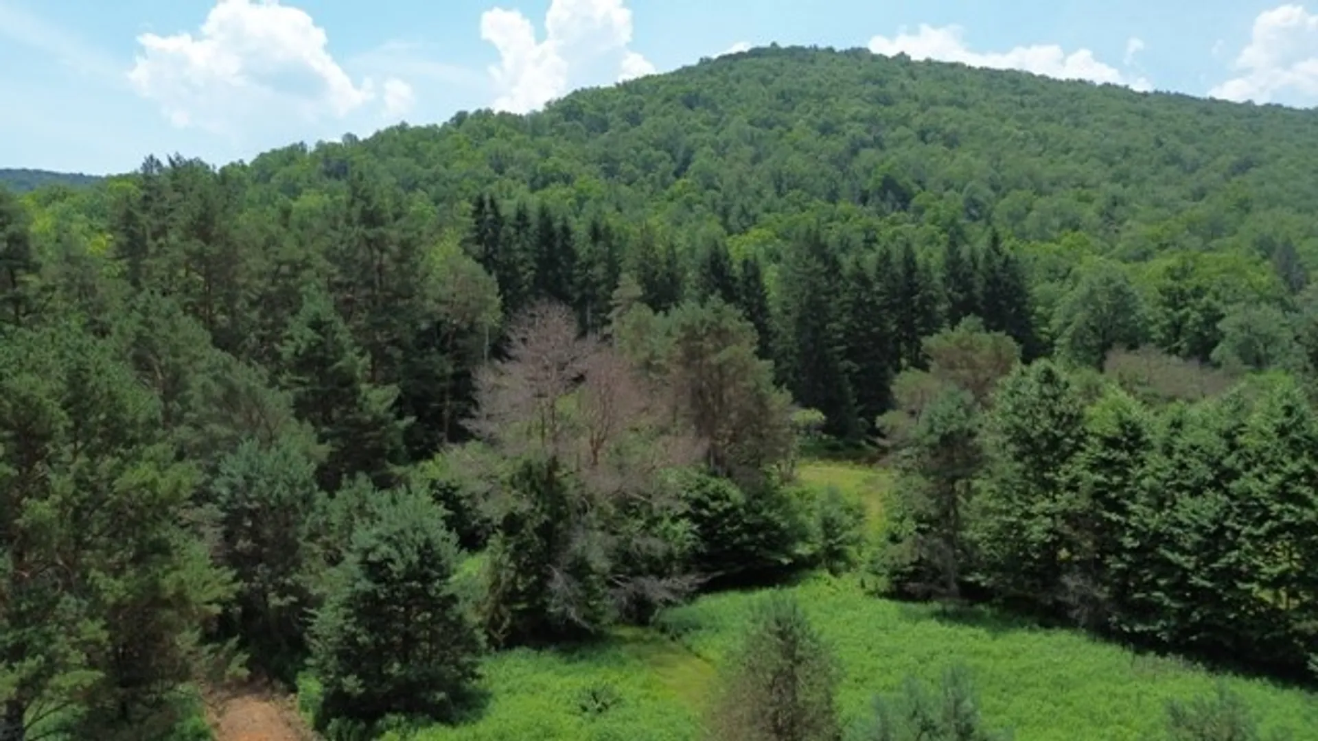 Property at 0 Clear Creek Road, Shippen Twp, PA 15834 25